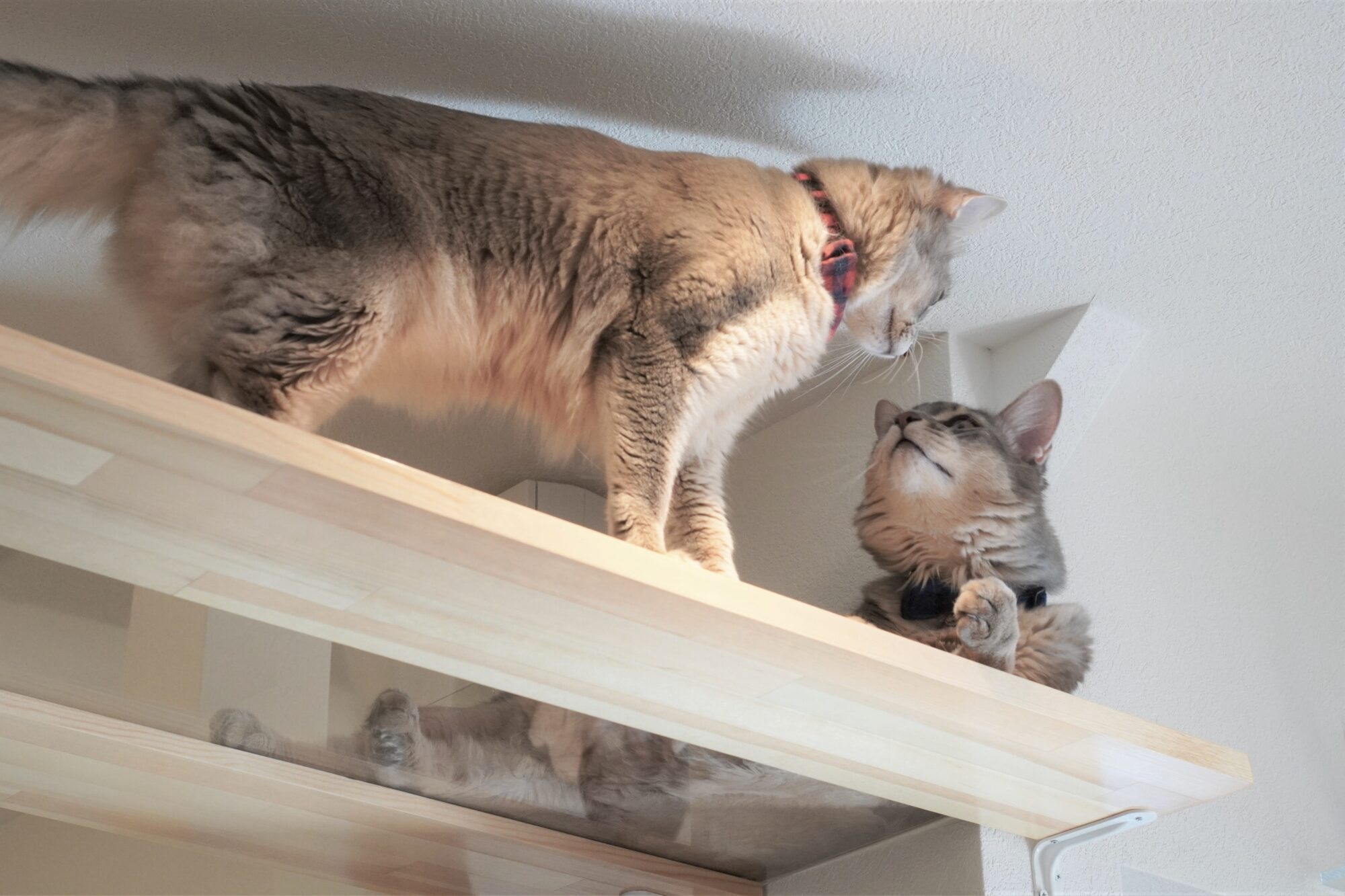 猫がふれあうようす