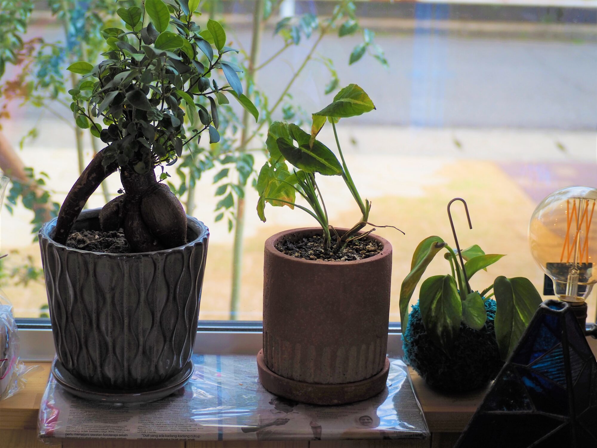 観葉植物