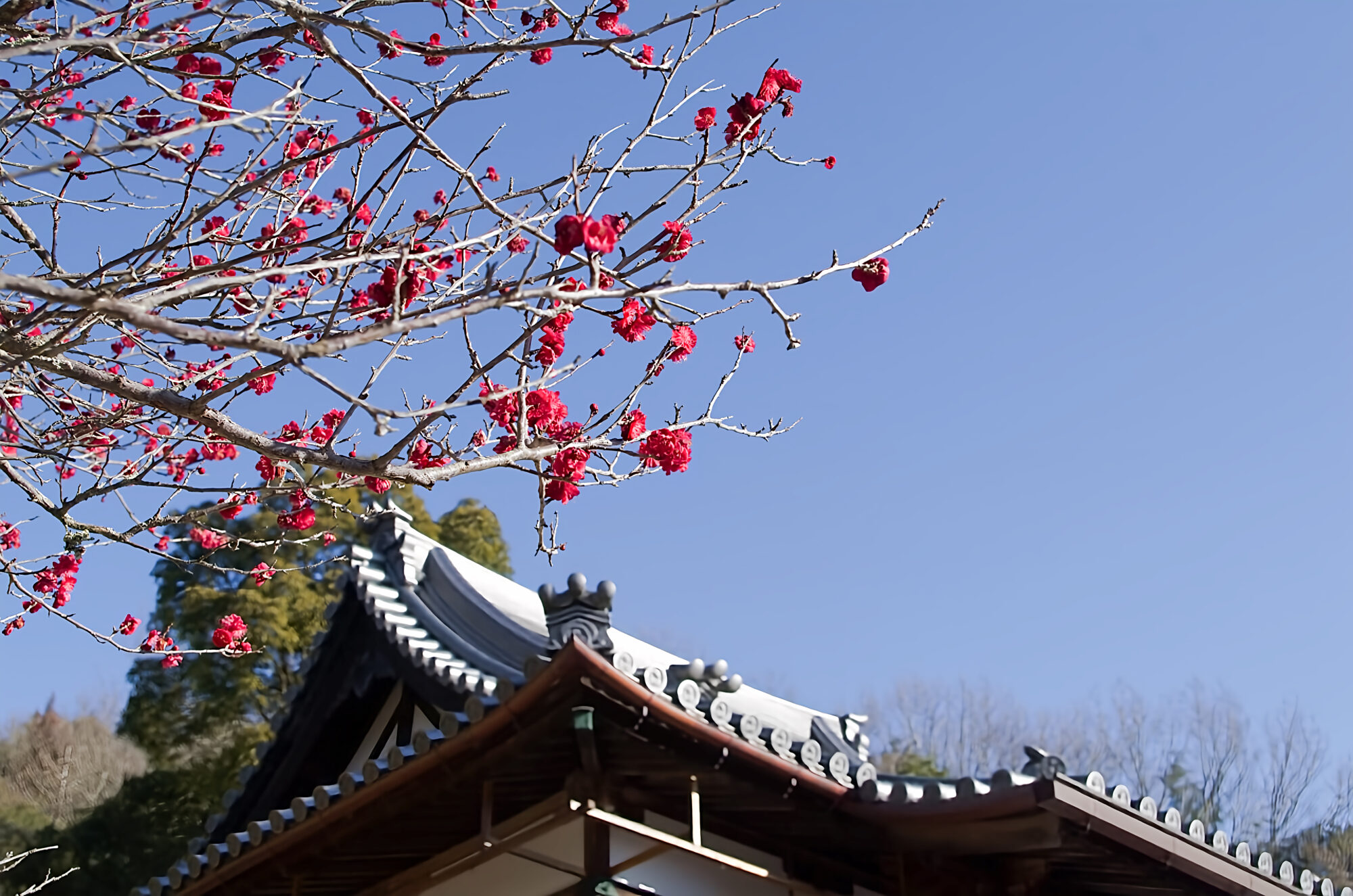 慈眼院　蠟梅