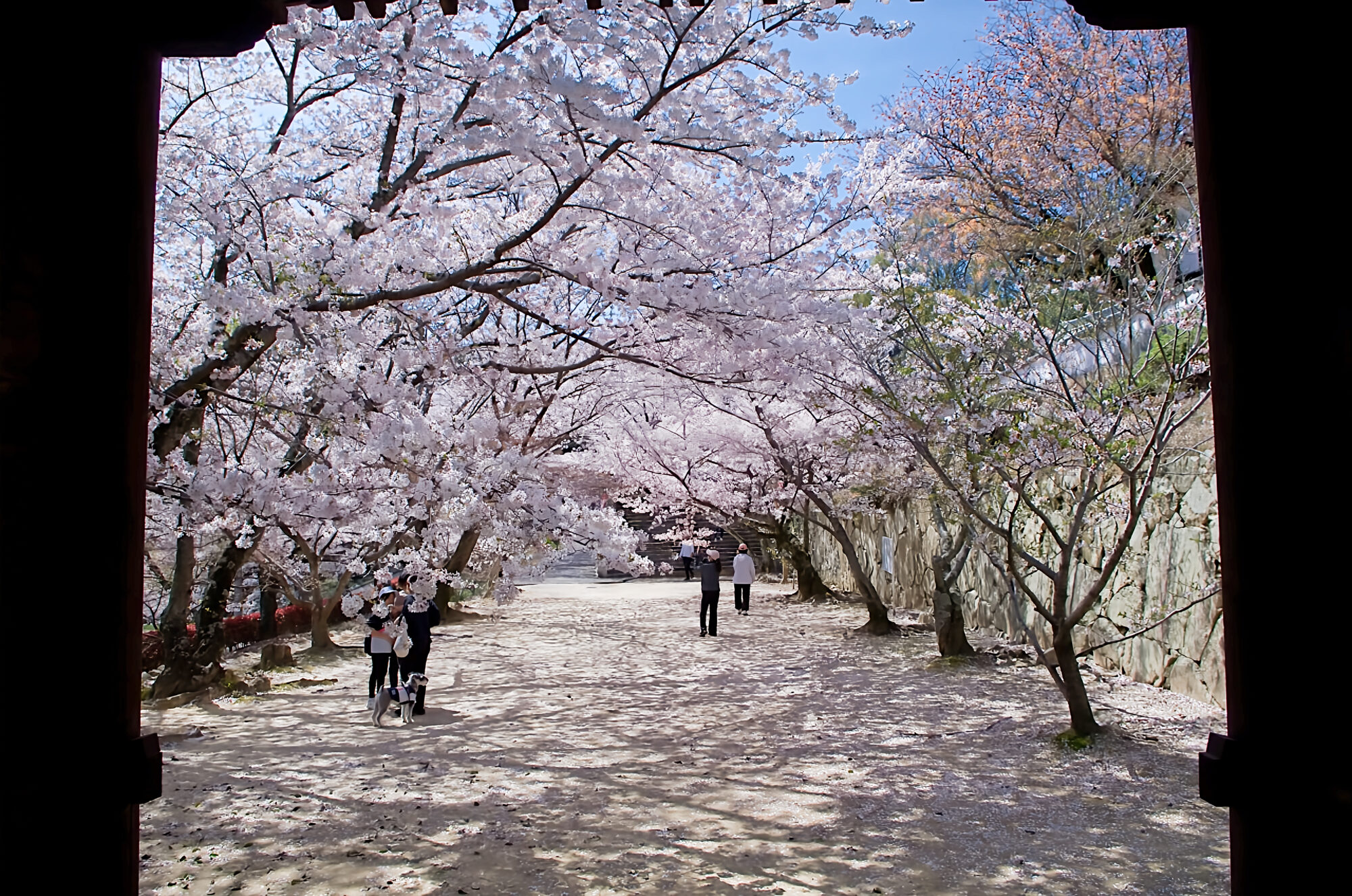 法輪寺　仁王門と桜