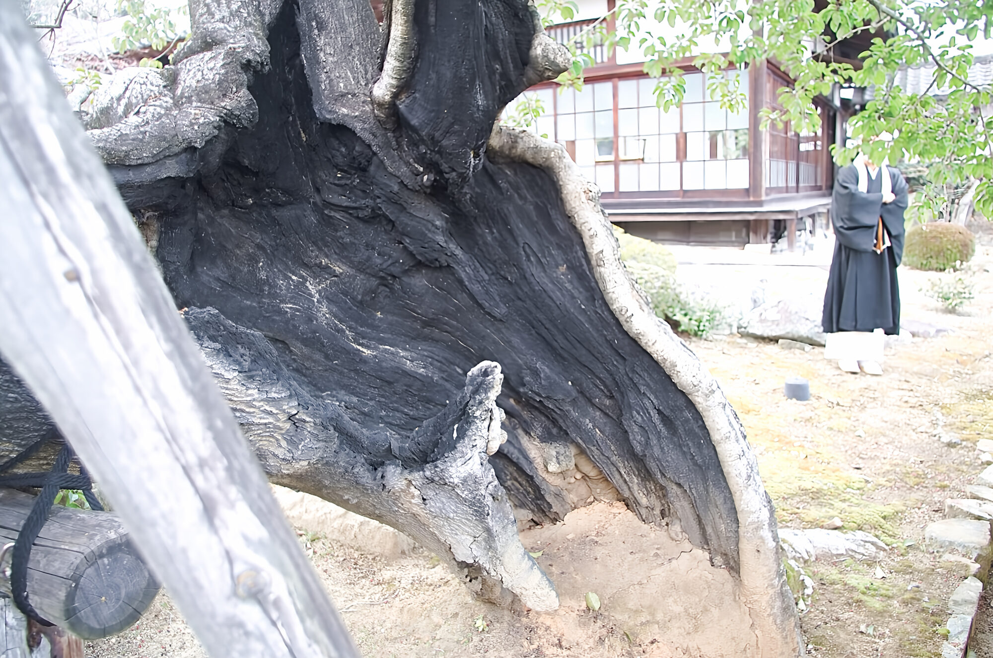 法輪寺クロガネモチの保全