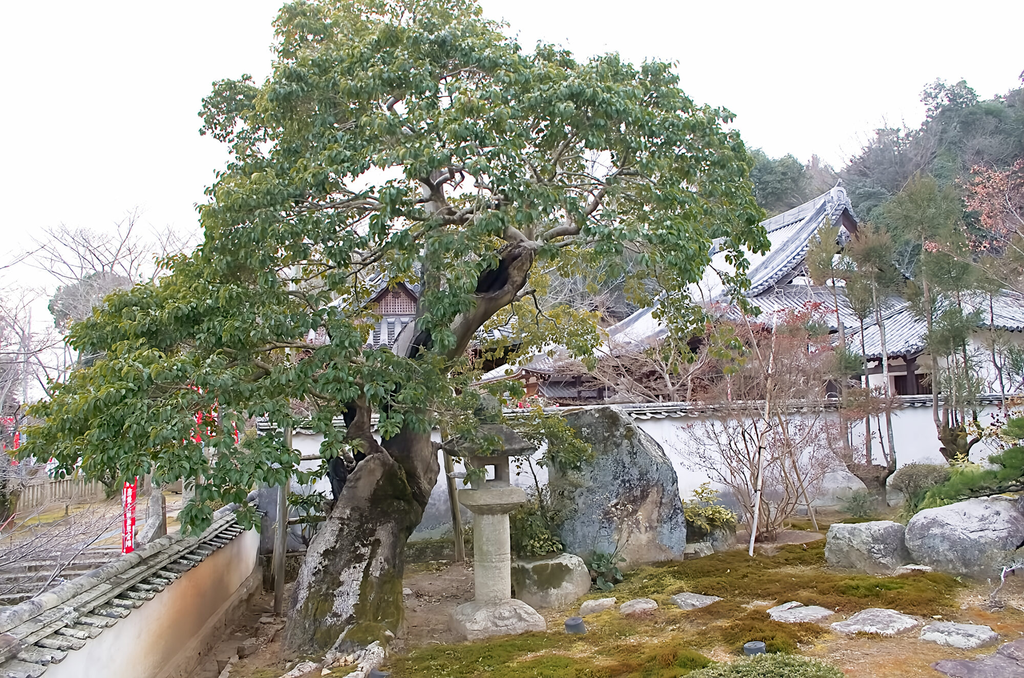法輪寺クロガネモチ