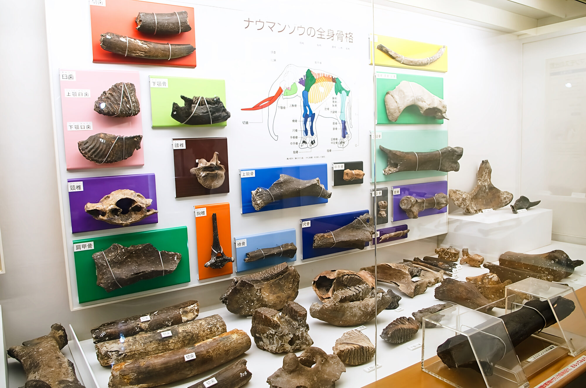 倉敷市立自然史博物館　化石