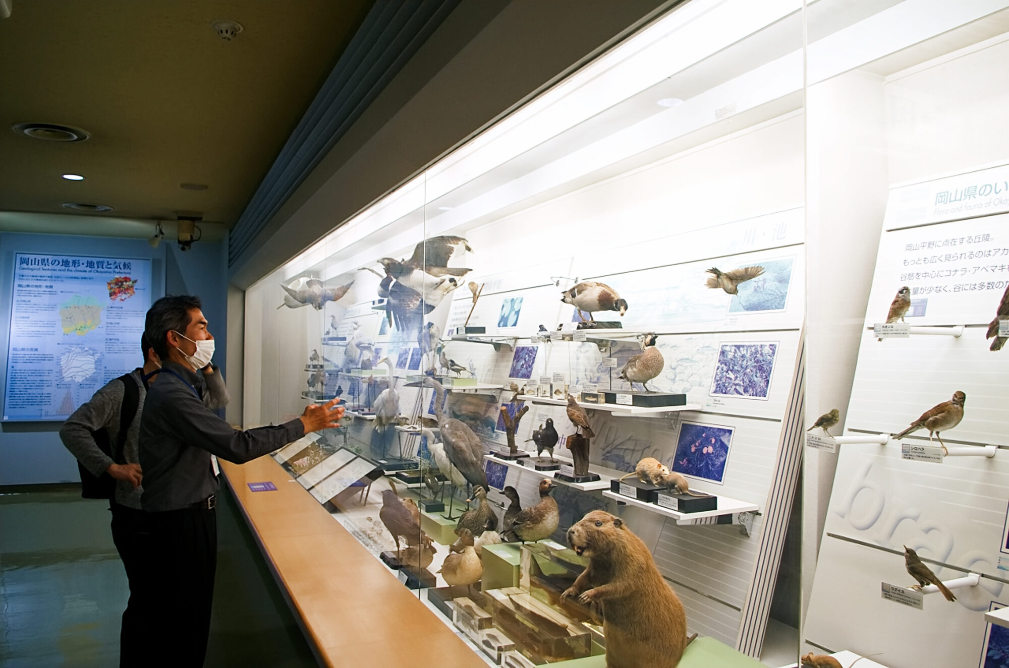倉敷市立自然史博物館　動物　剥製