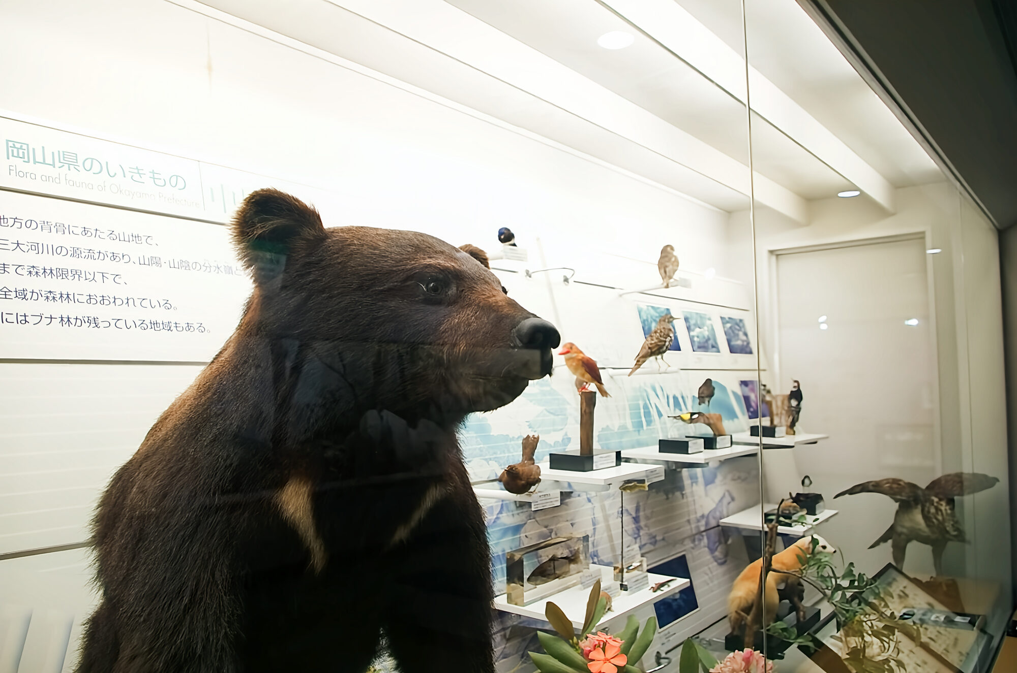 倉敷市立自然史博物館　動物　剥製
