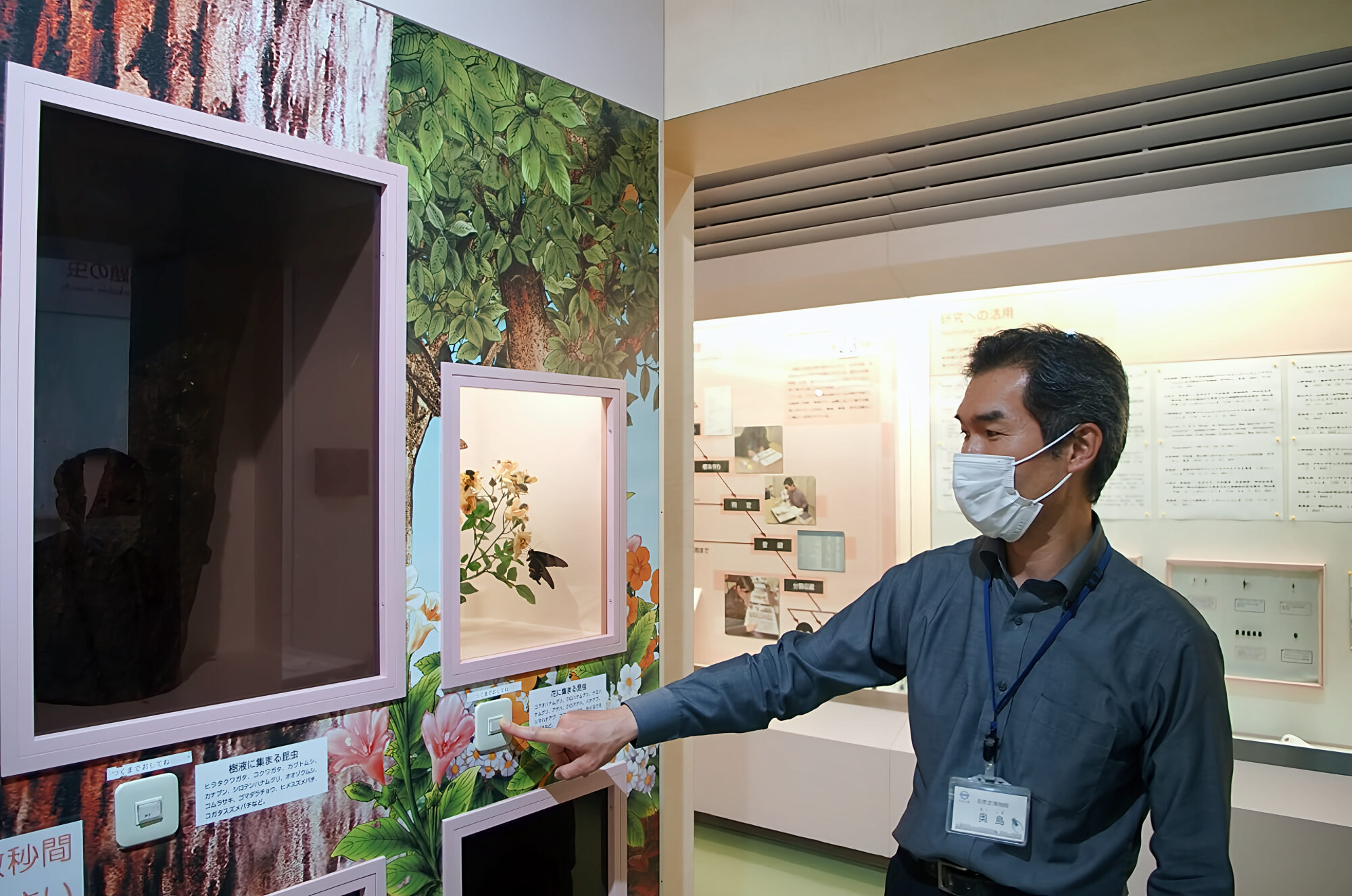 倉敷市立自然史博物館　昆虫　手作りの展示スペース