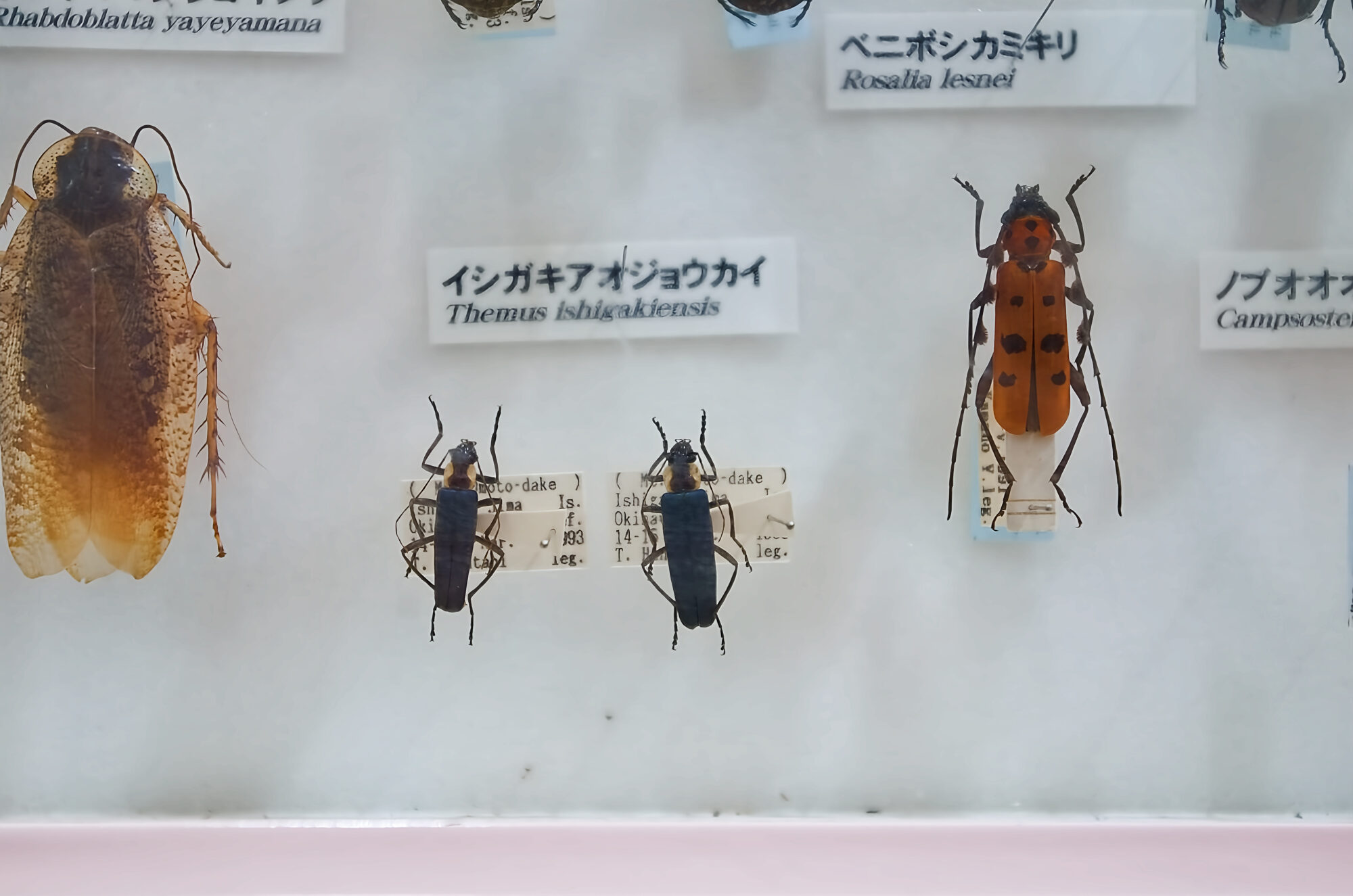 倉敷市立自然史博物館　イシガキアオジョウカイ