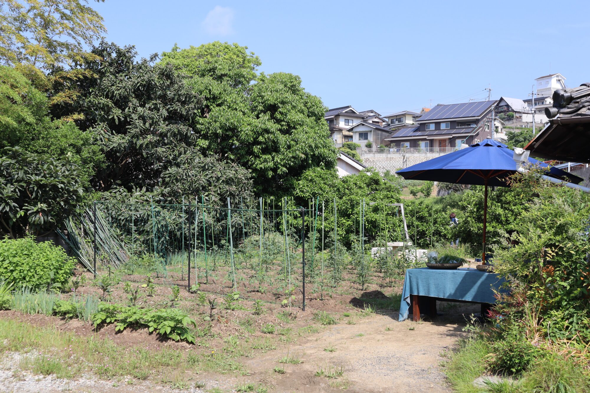 菜園