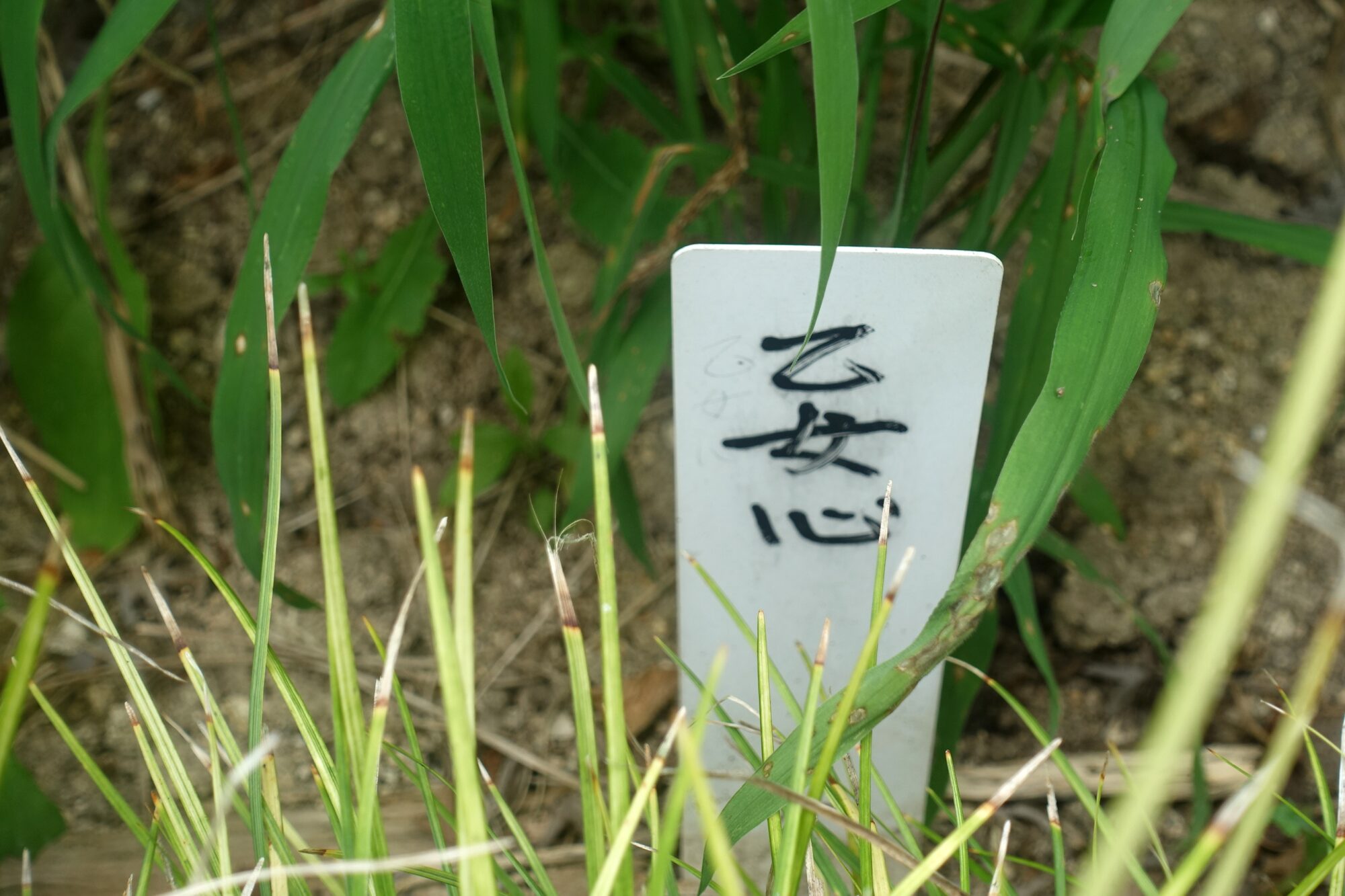 「乙女心」と書かれた手作りプレート