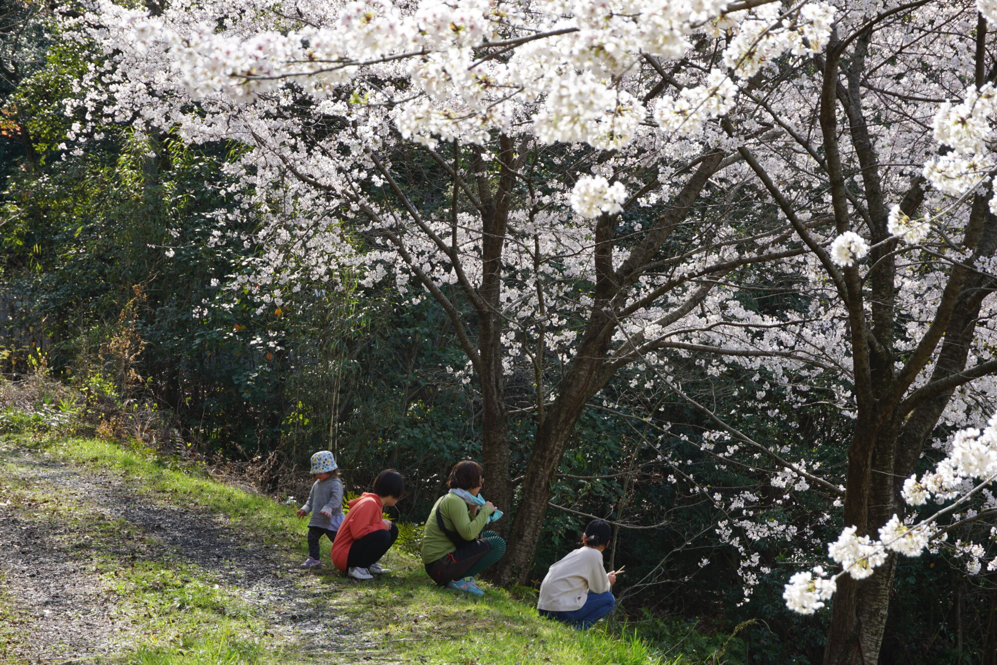 写真提供 : トーキョーコーヒー児島 3月 満開の桜の木の下で つくしを見つけた子も