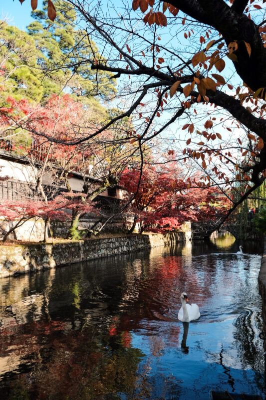 倉敷美観地区の紅葉