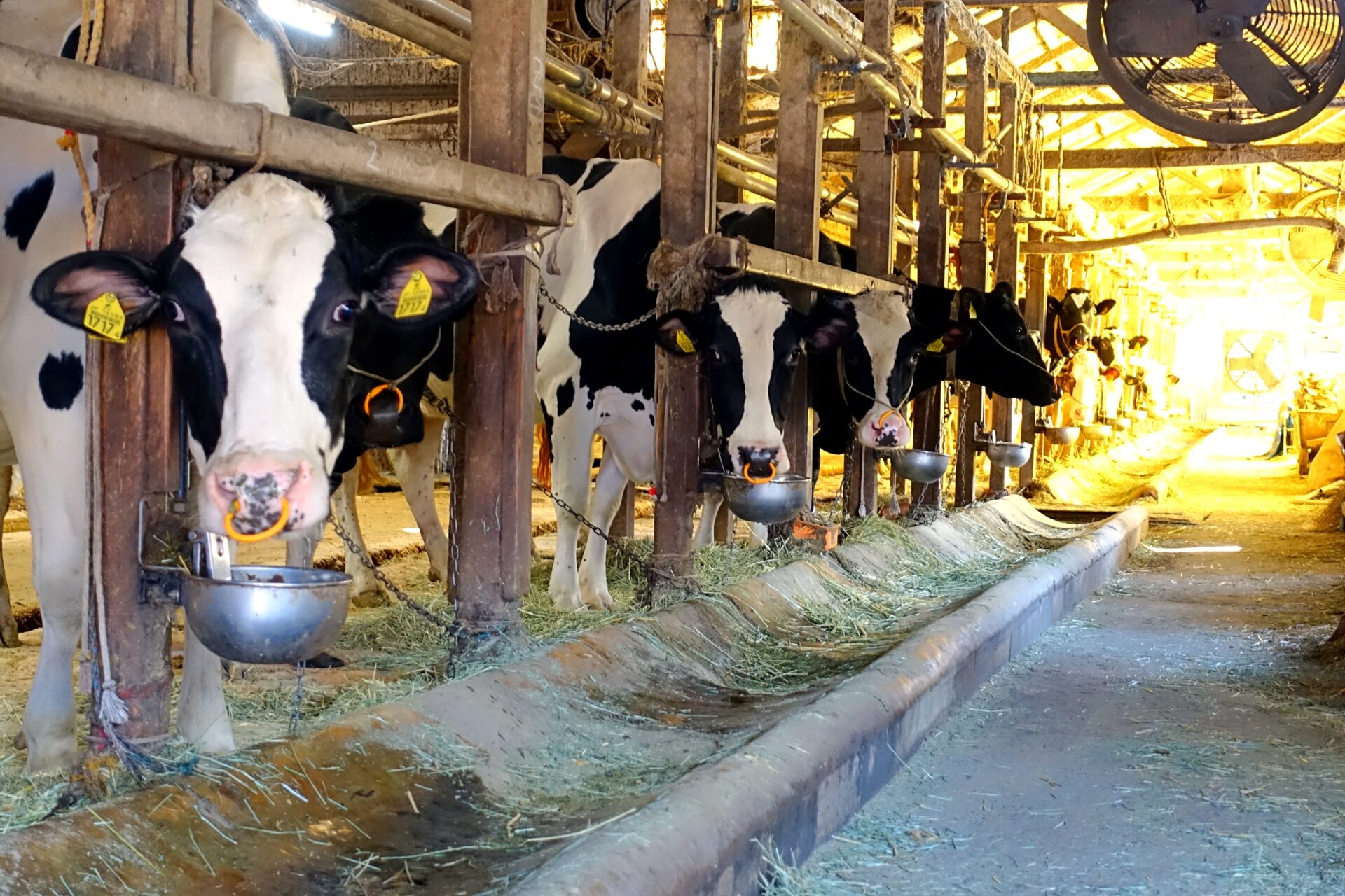 大切に飼育されている三宅牧場の牛