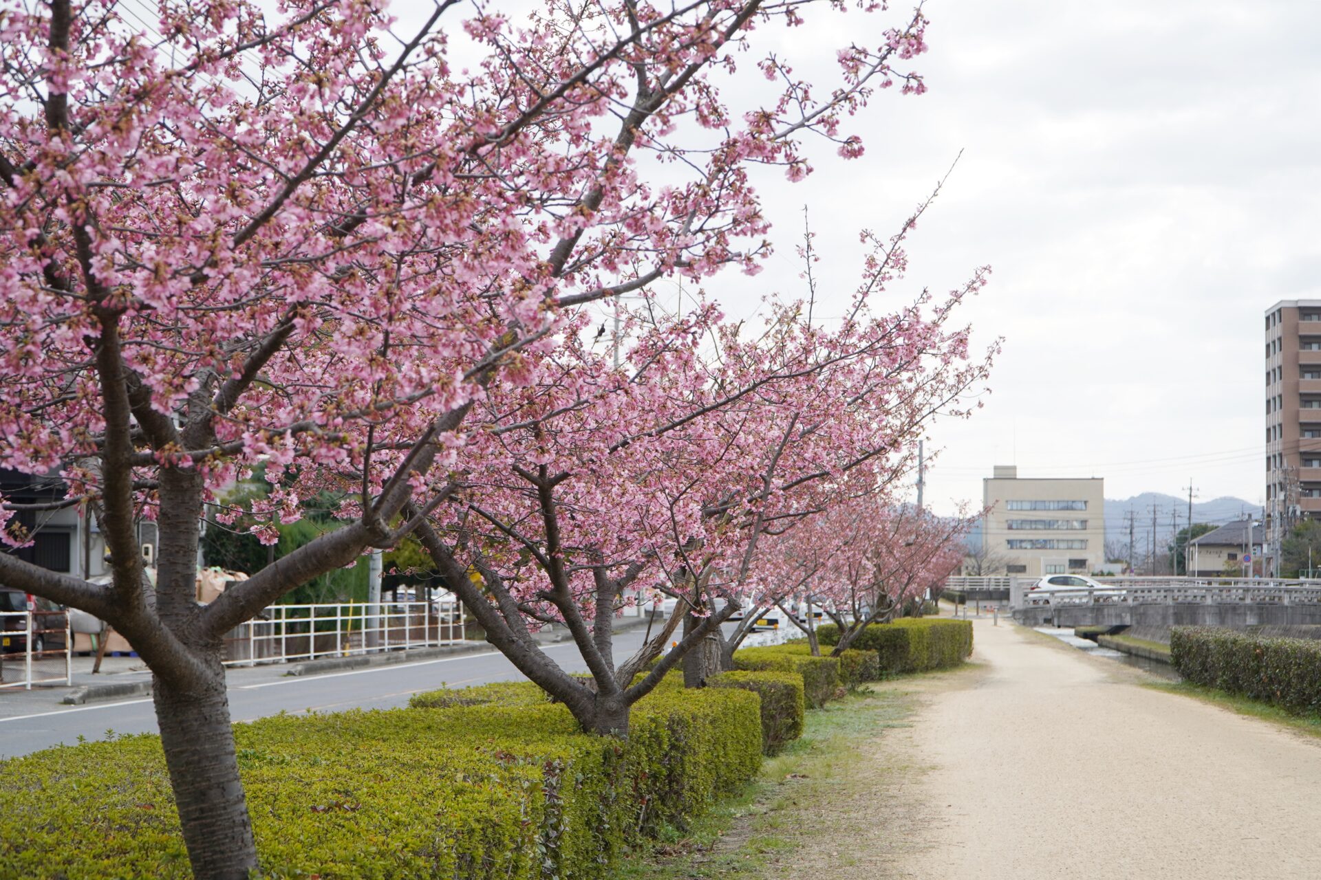 河津桜2024年2月27日