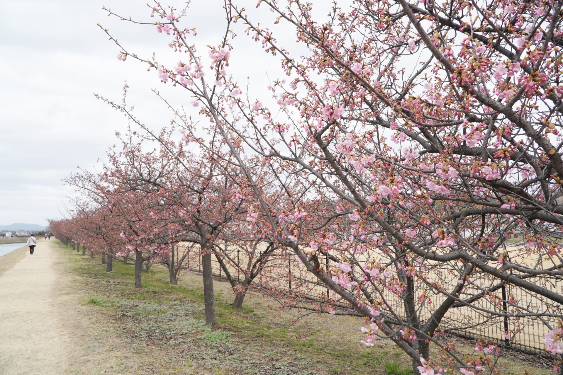 河津桜2024年2月27日