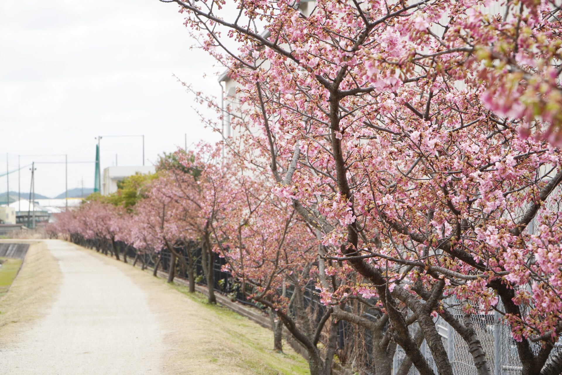 河津桜2024年2月27日