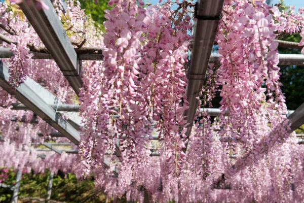 倉敷の市花「藤」を楽しもう ～ 美観地区周辺の藤棚5か所を巡ってきました