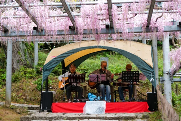 阿智神社 藤見の会（2024年4月20・21日開催）～ 県天然記念物のアケボノフジ「阿知の藤」とともに、日本の伝統文化を楽しむお祭り