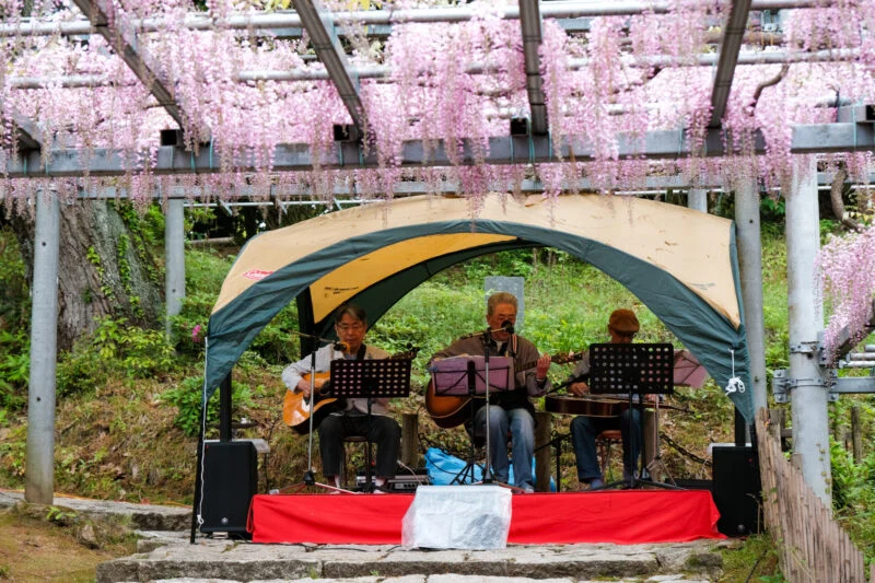 阿智神社 藤見の会（2024年4月20・21日開催）～ 県天然記念物のアケボノフジ「阿知の藤」とともに、日本の伝統文化を楽しむお祭り