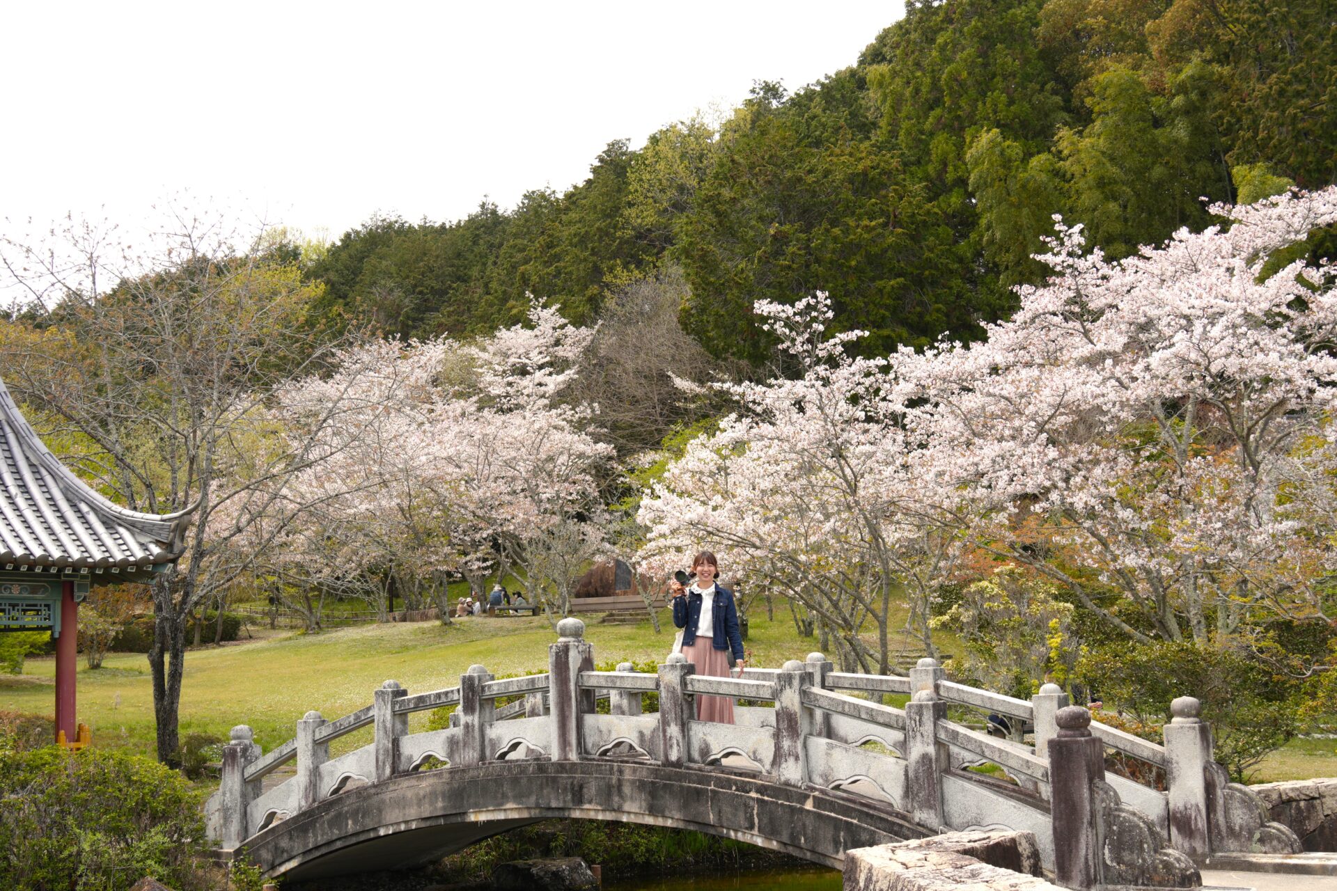 桜満開のまきび公園