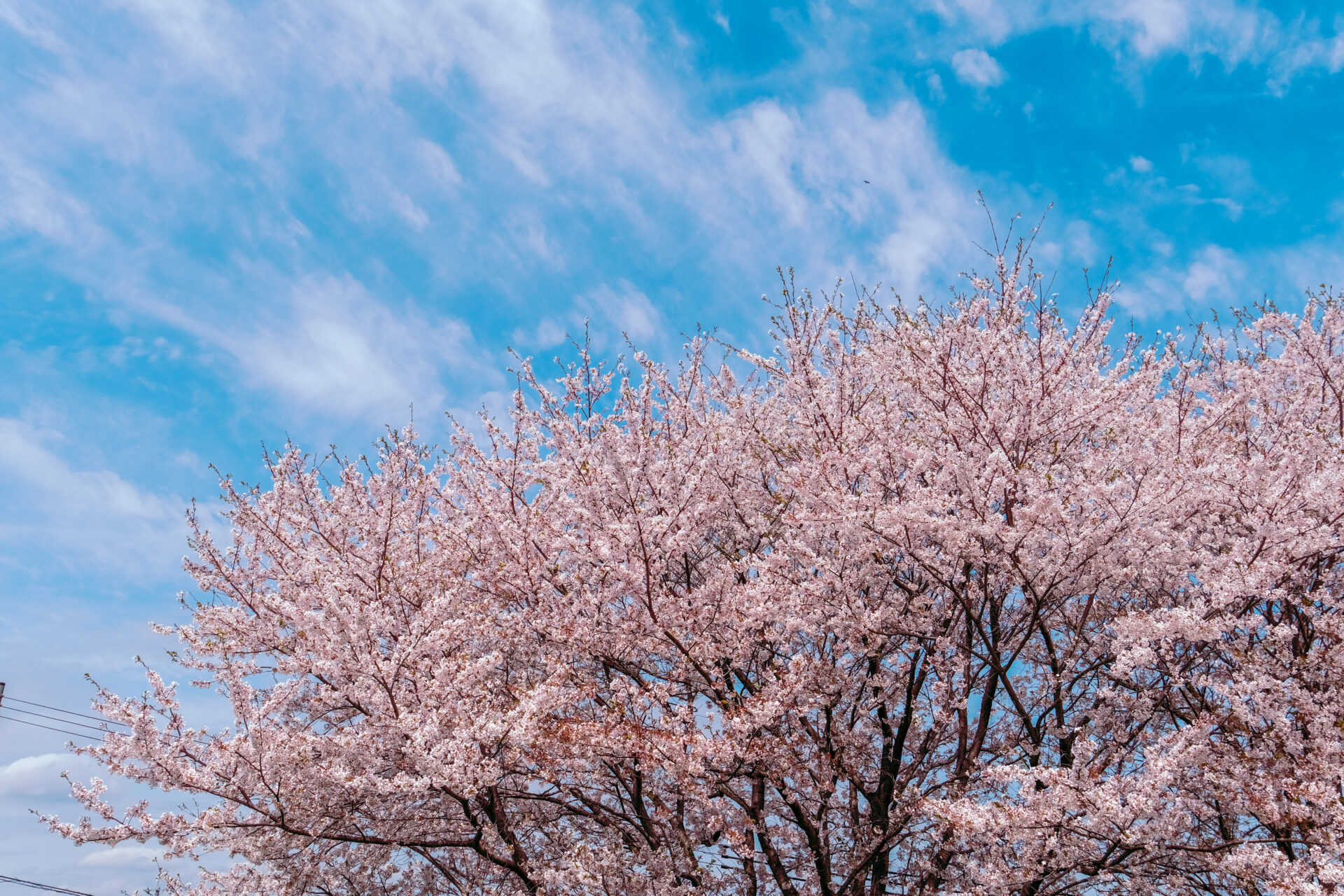 青空と桜