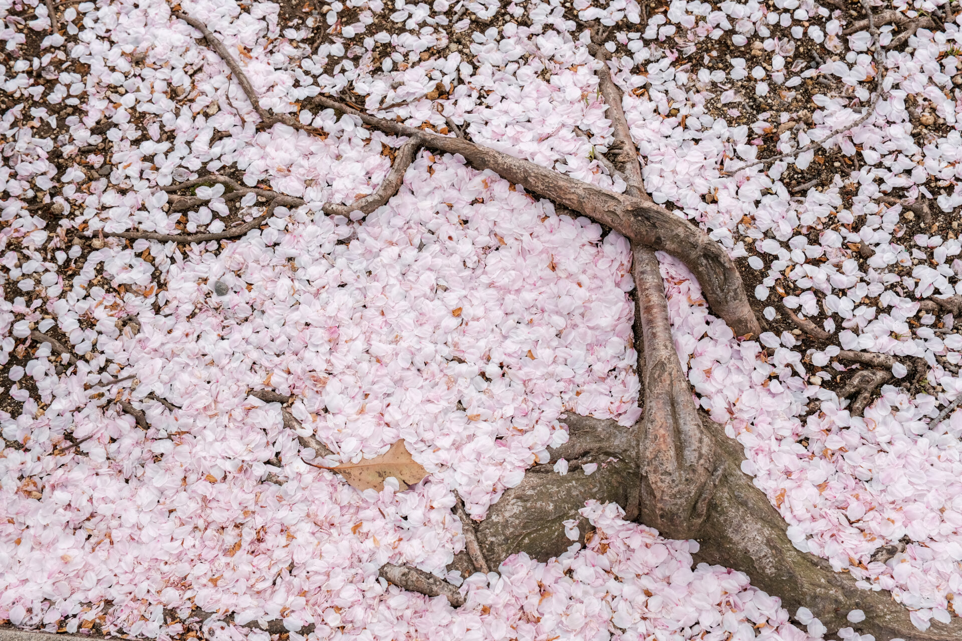 桜のじゅうたん