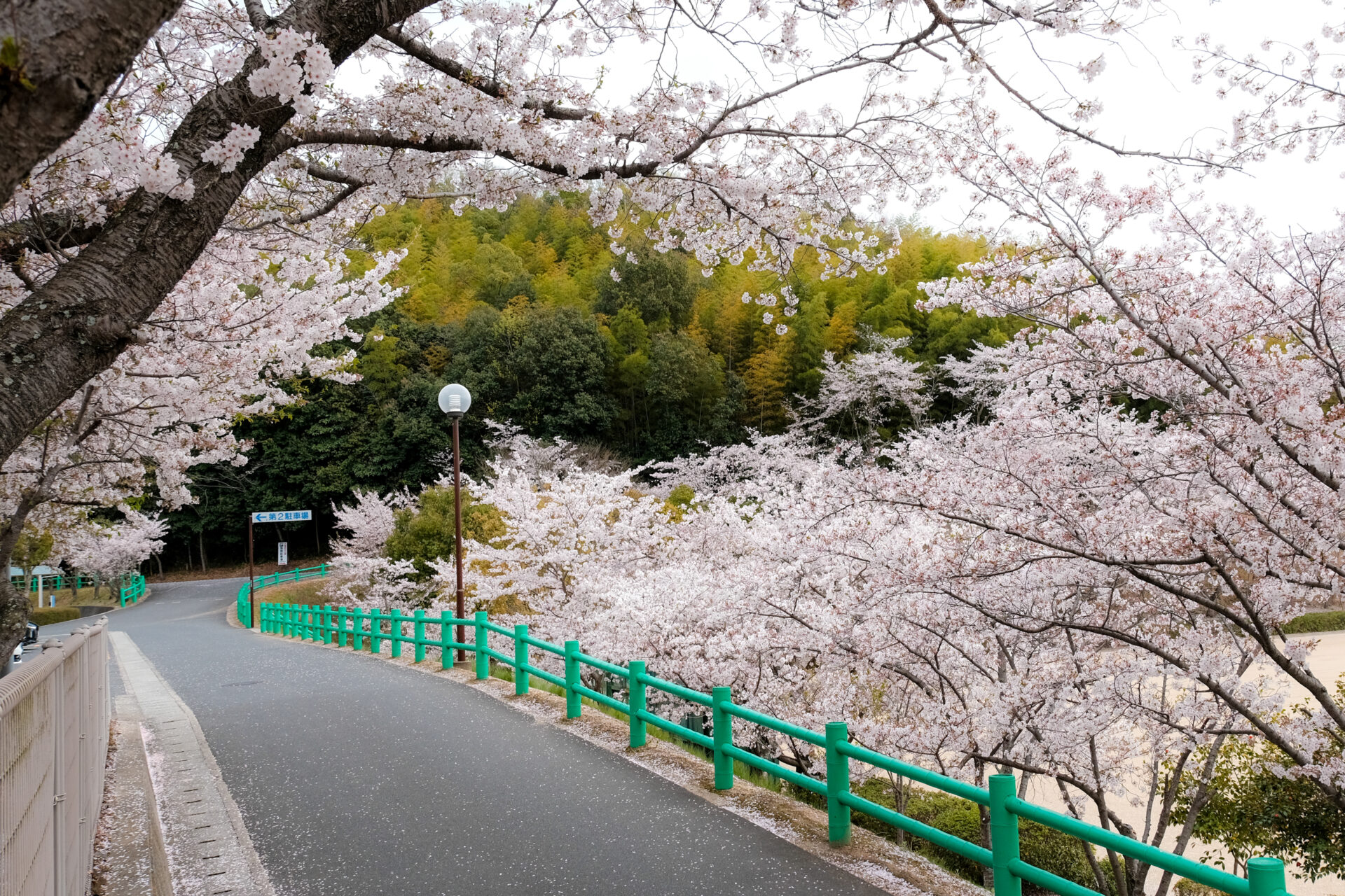 体育館前の桜道
