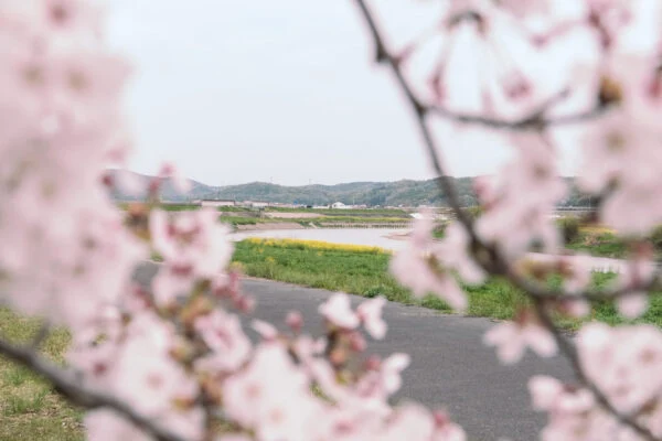 小田川、井原鉄道とともに楽しむ真備の桜 ～ 真備の桜スポット５カ所をまわってきました