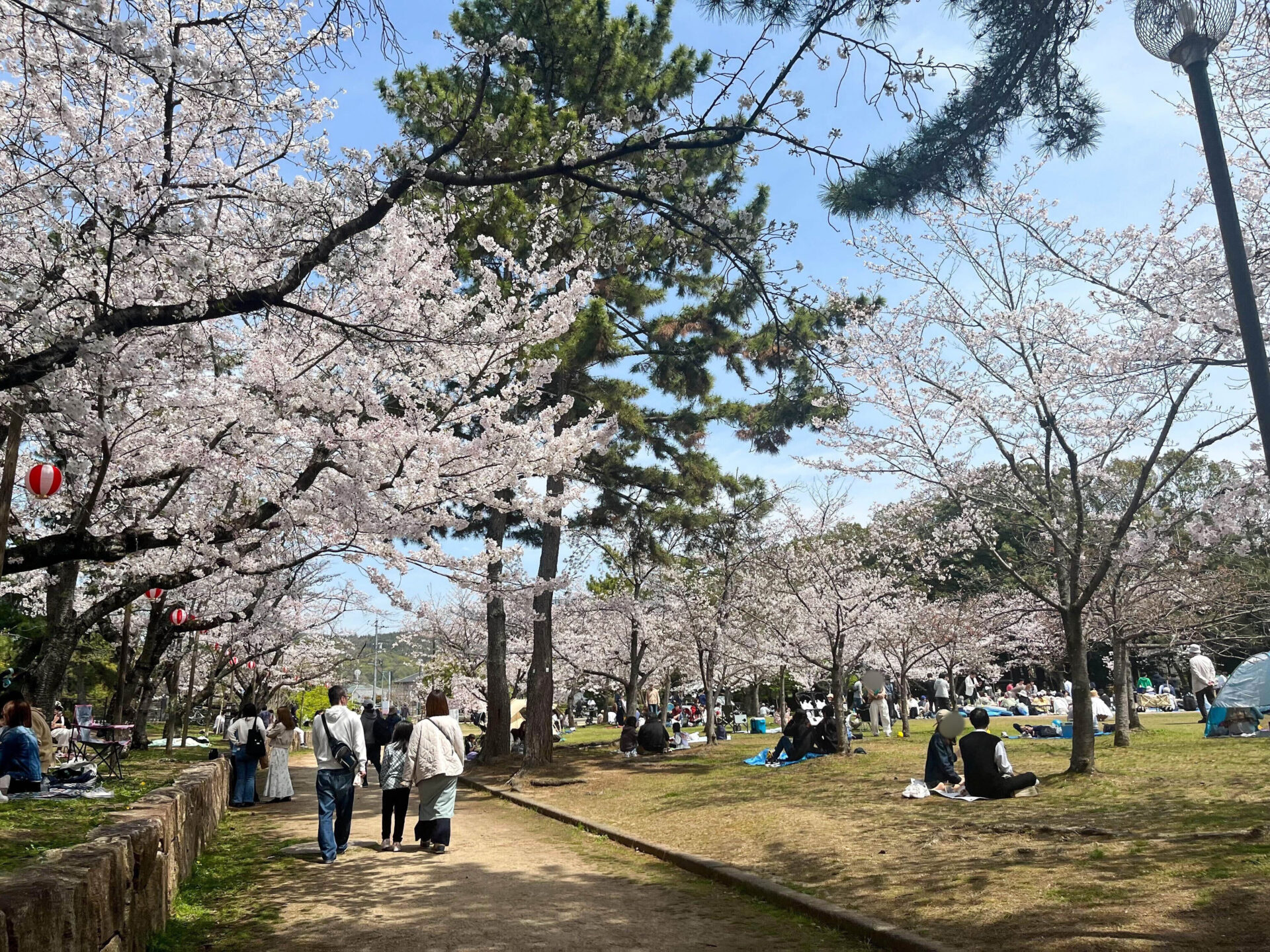 花見客でにぎわう酒津公園