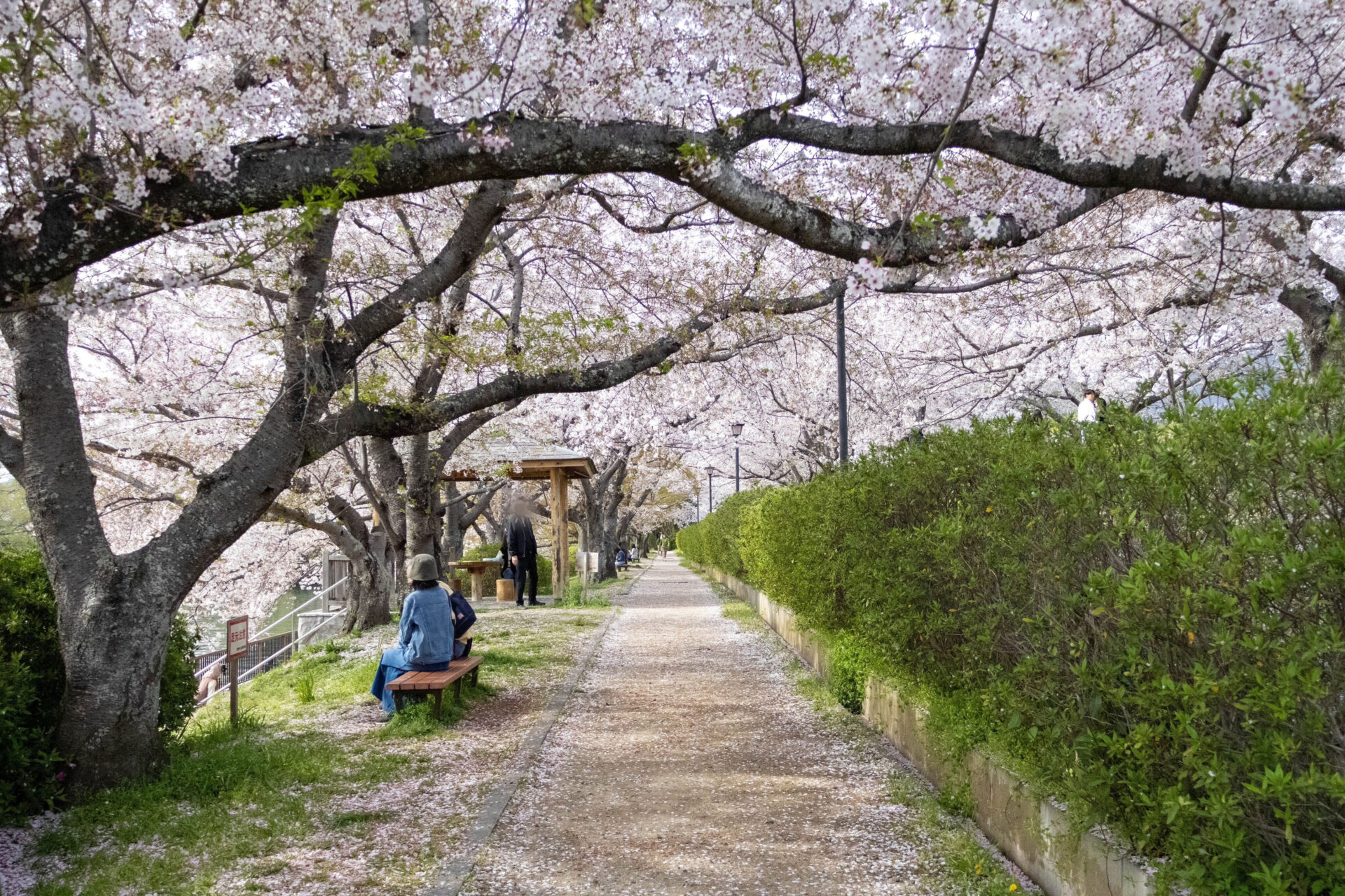 平日の酒津公園のようす