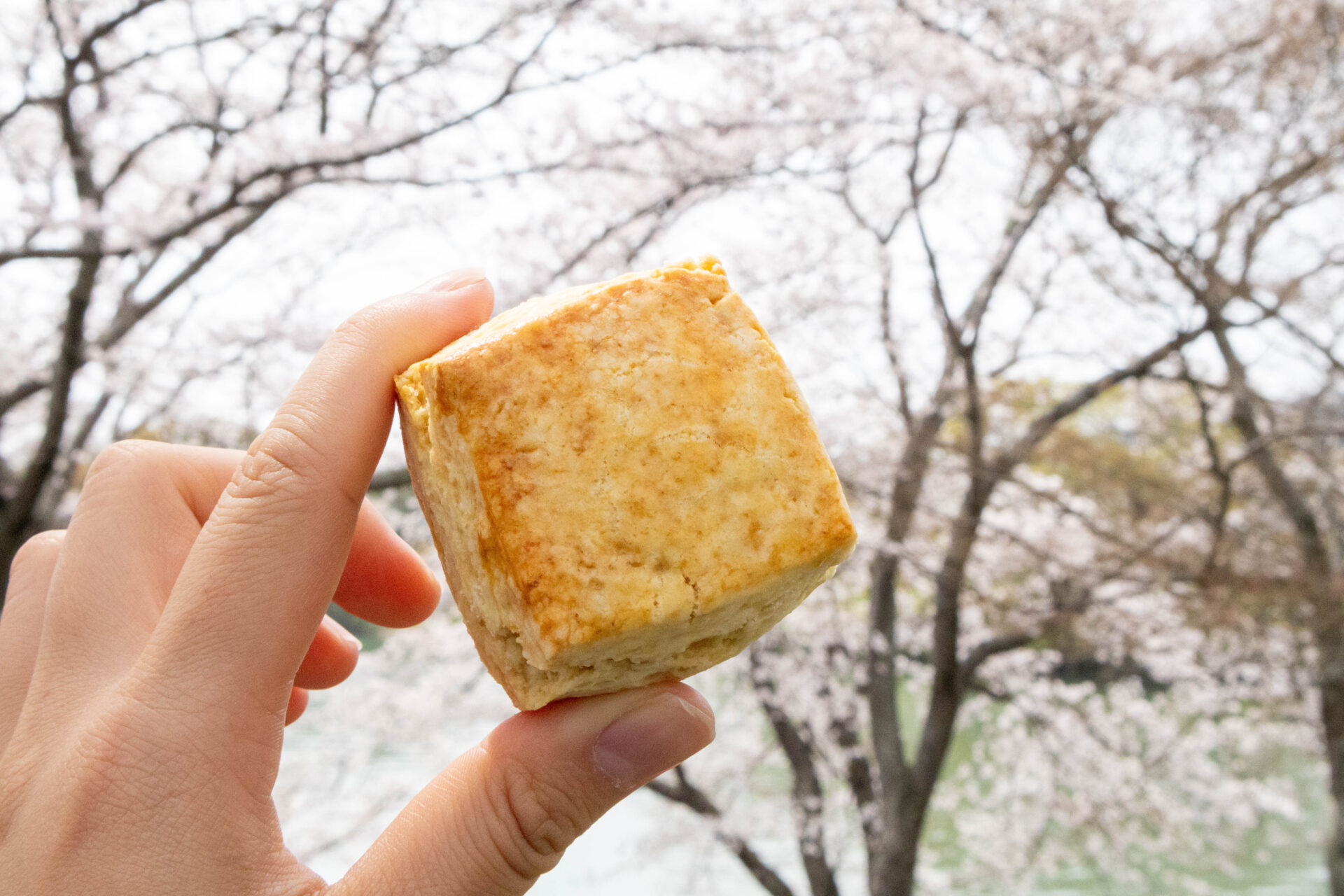 友人が作ってくれたスコーンを食べながら桜と池を眺める