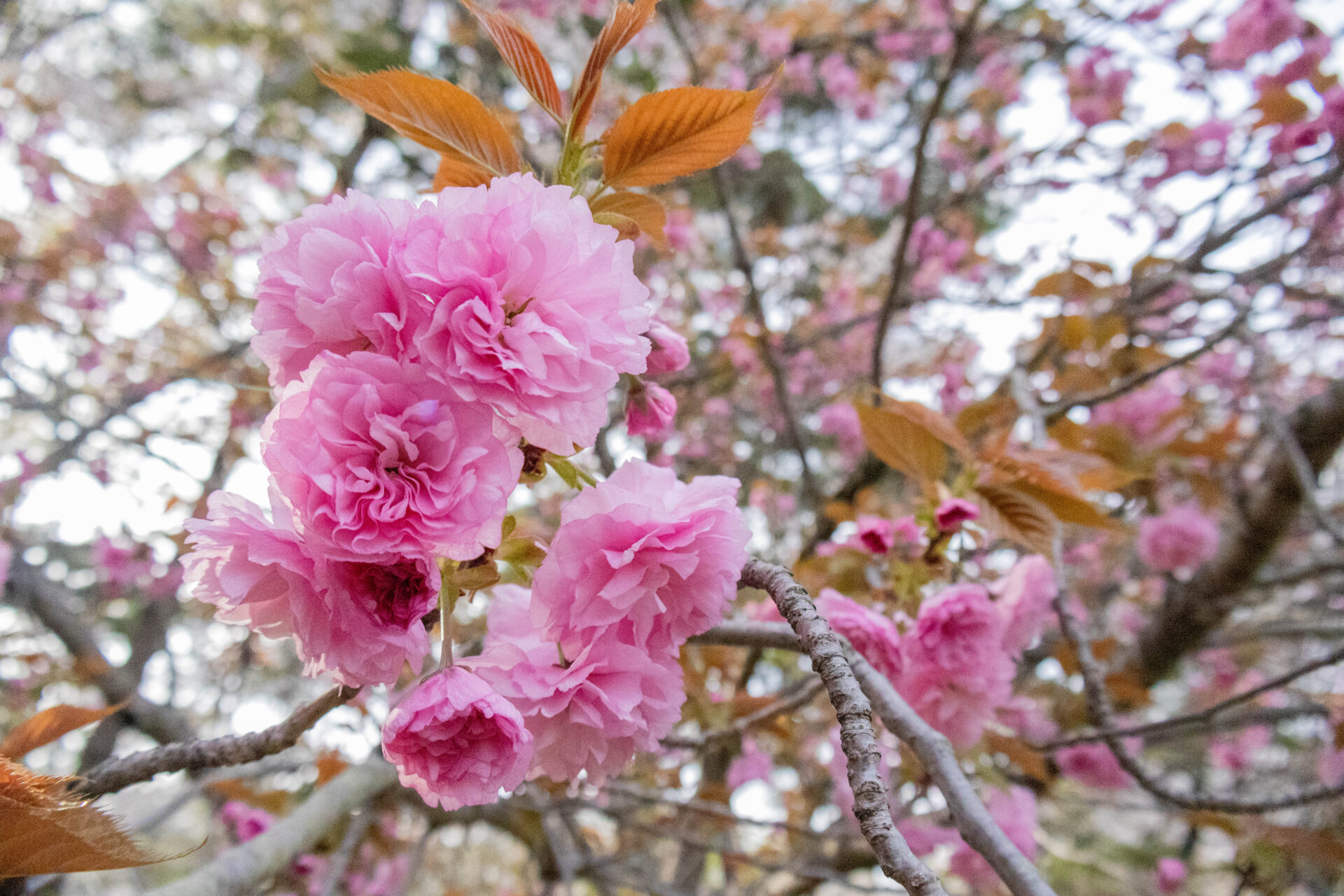 満開の八重桜