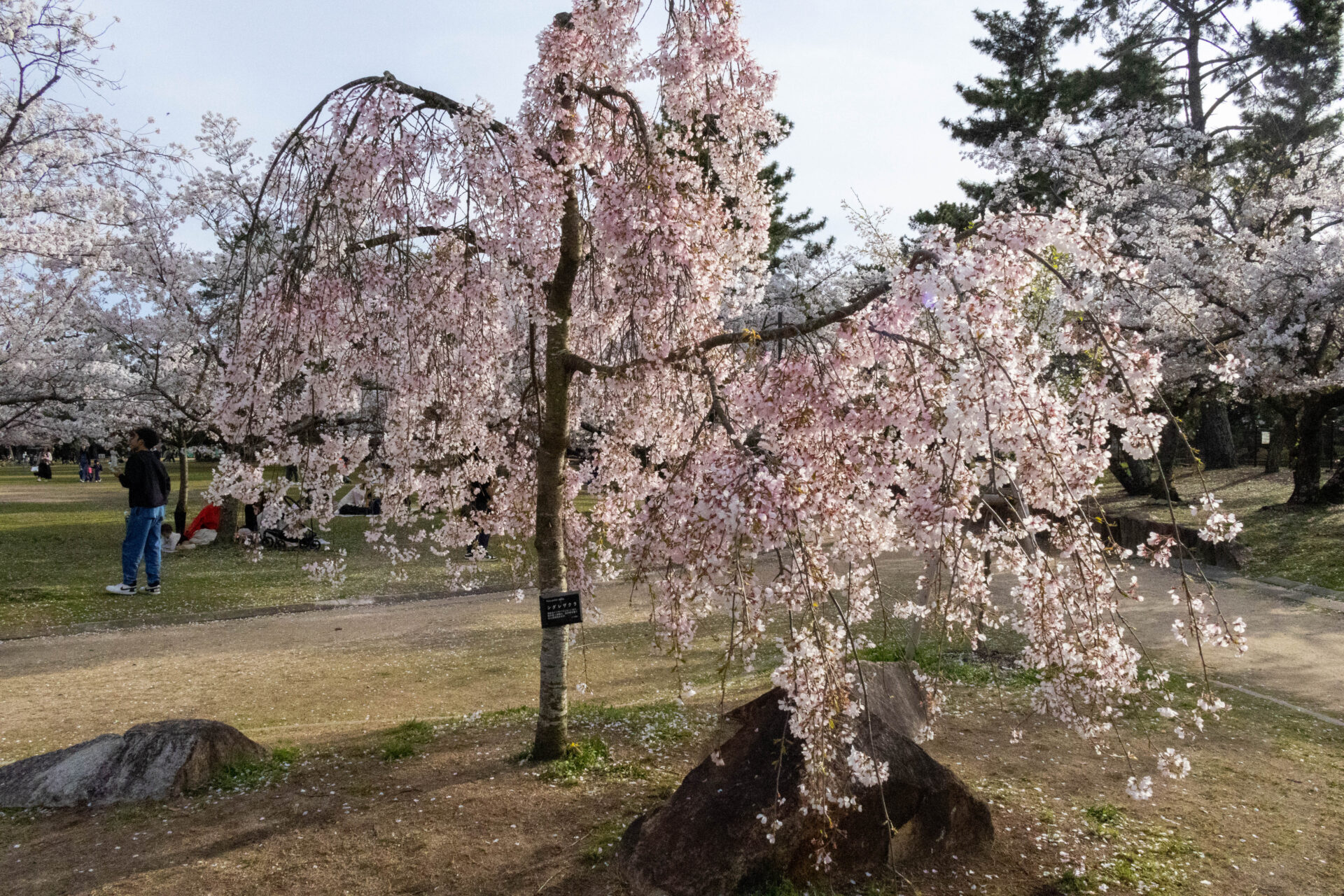 しだれ桜