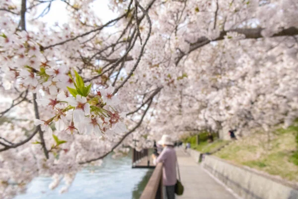 「水と桜」を楽しむ酒津公園 ～ 約500本が咲き誇る桜のトンネルの下でお花見をしました