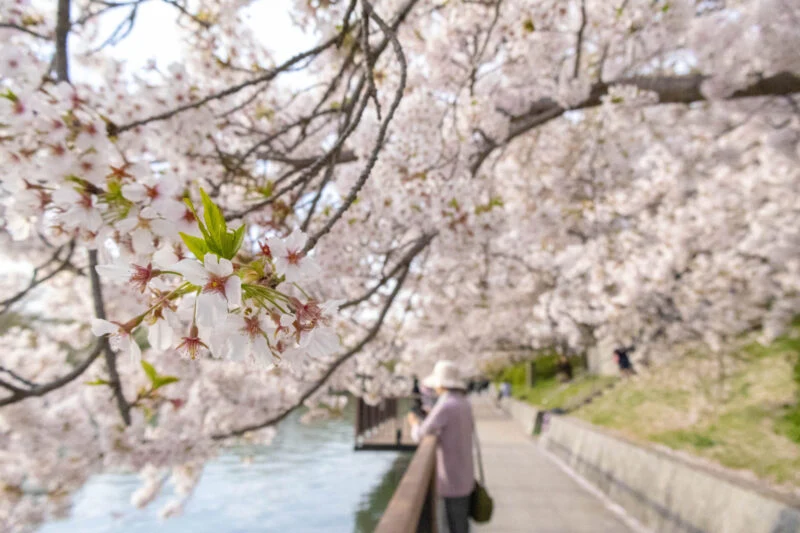 「水と桜」を楽しむ酒津公園 ～ 約500本が咲き誇る桜のトンネルの下でお花見をしました