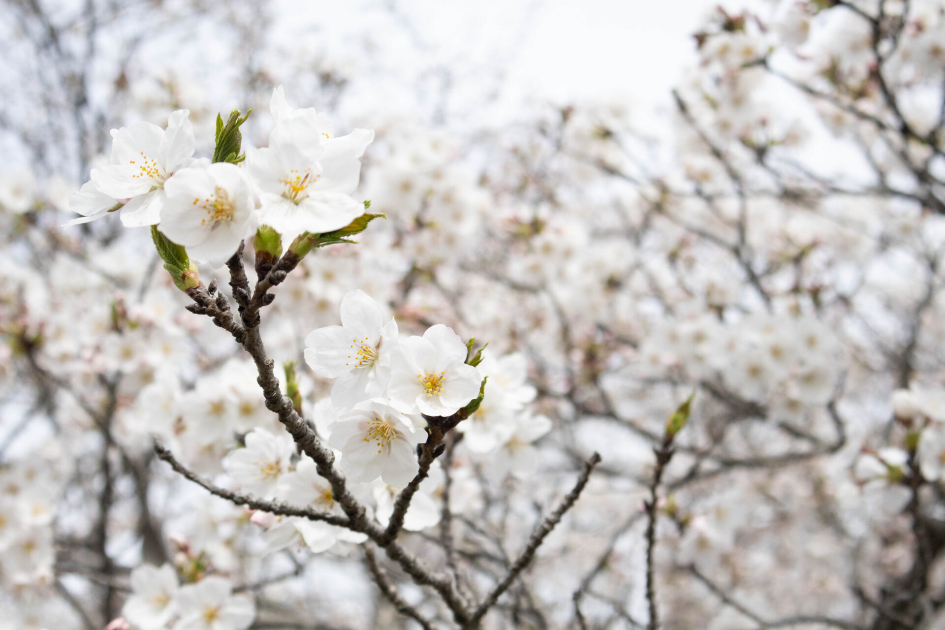 桜
