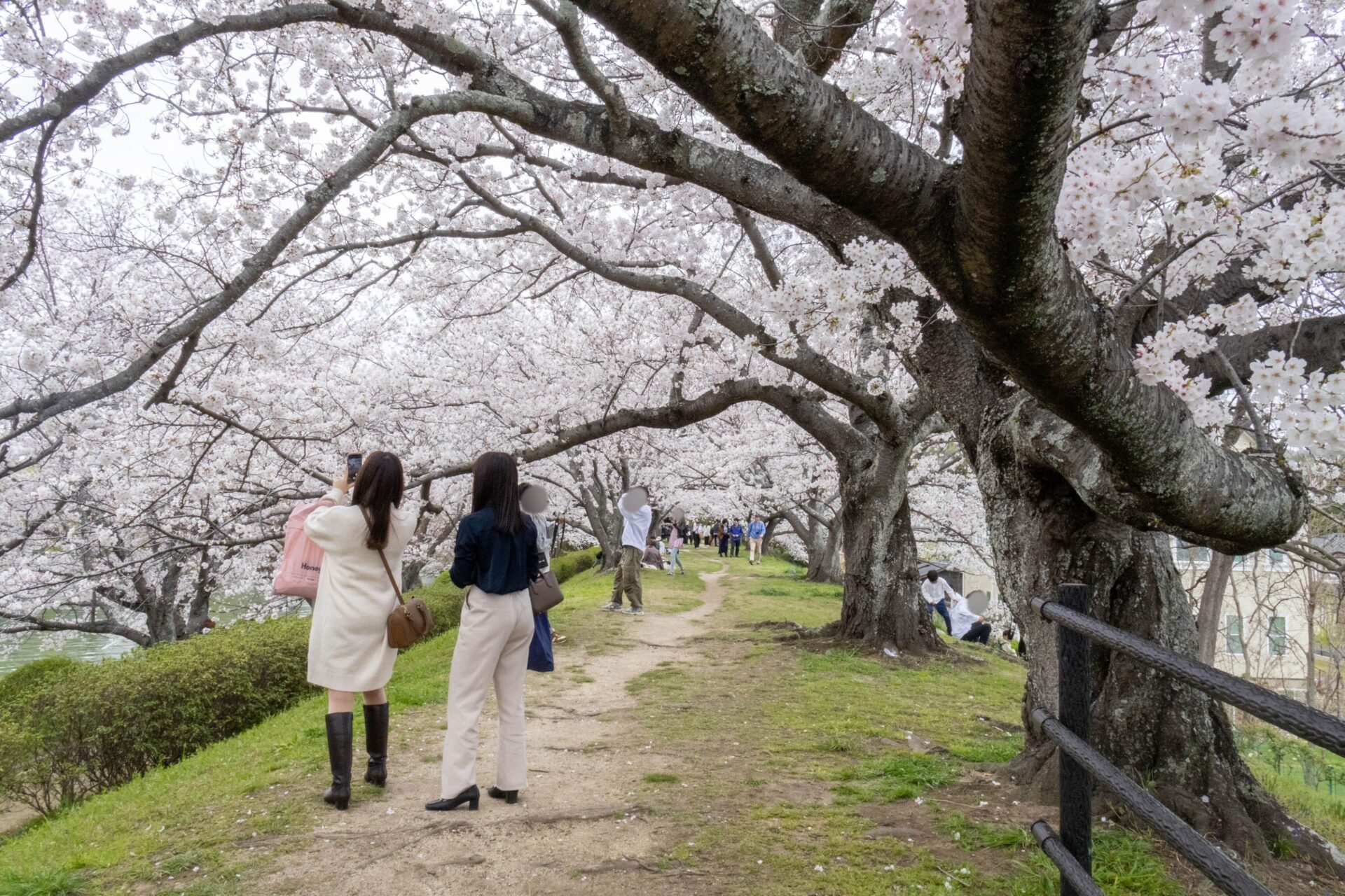 桜並木のようす