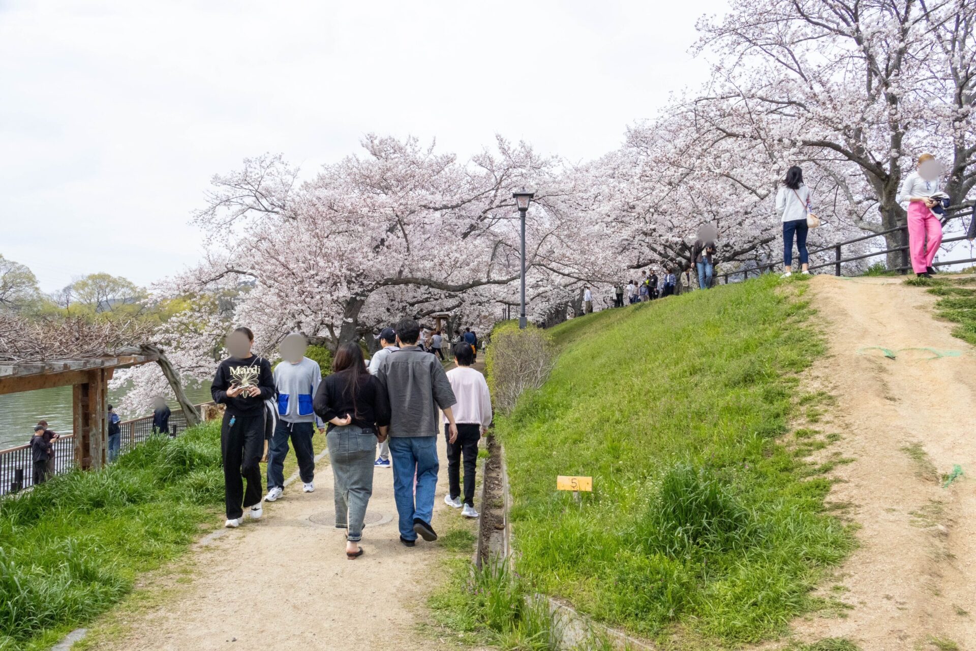 桜のトンネルの入り口