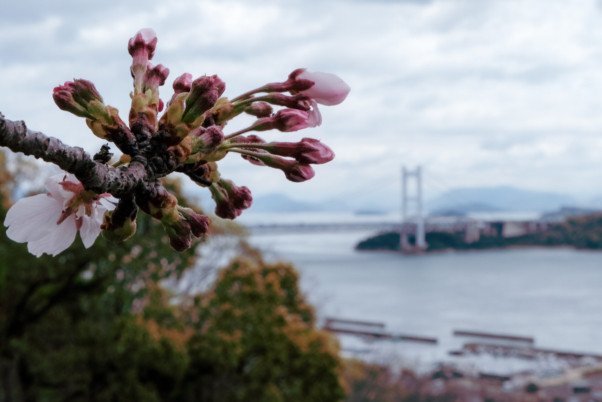 二の丸の桜のつぼみ