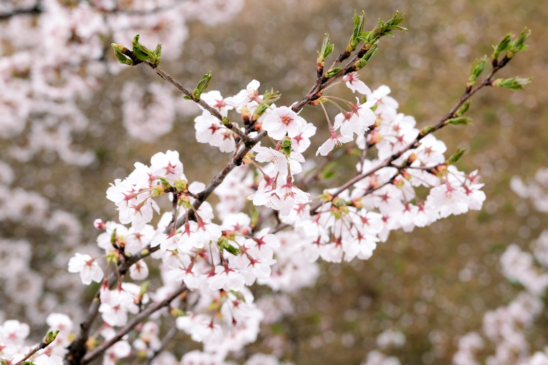 王子が岳レストハウスで見つけた桜のつぼみ