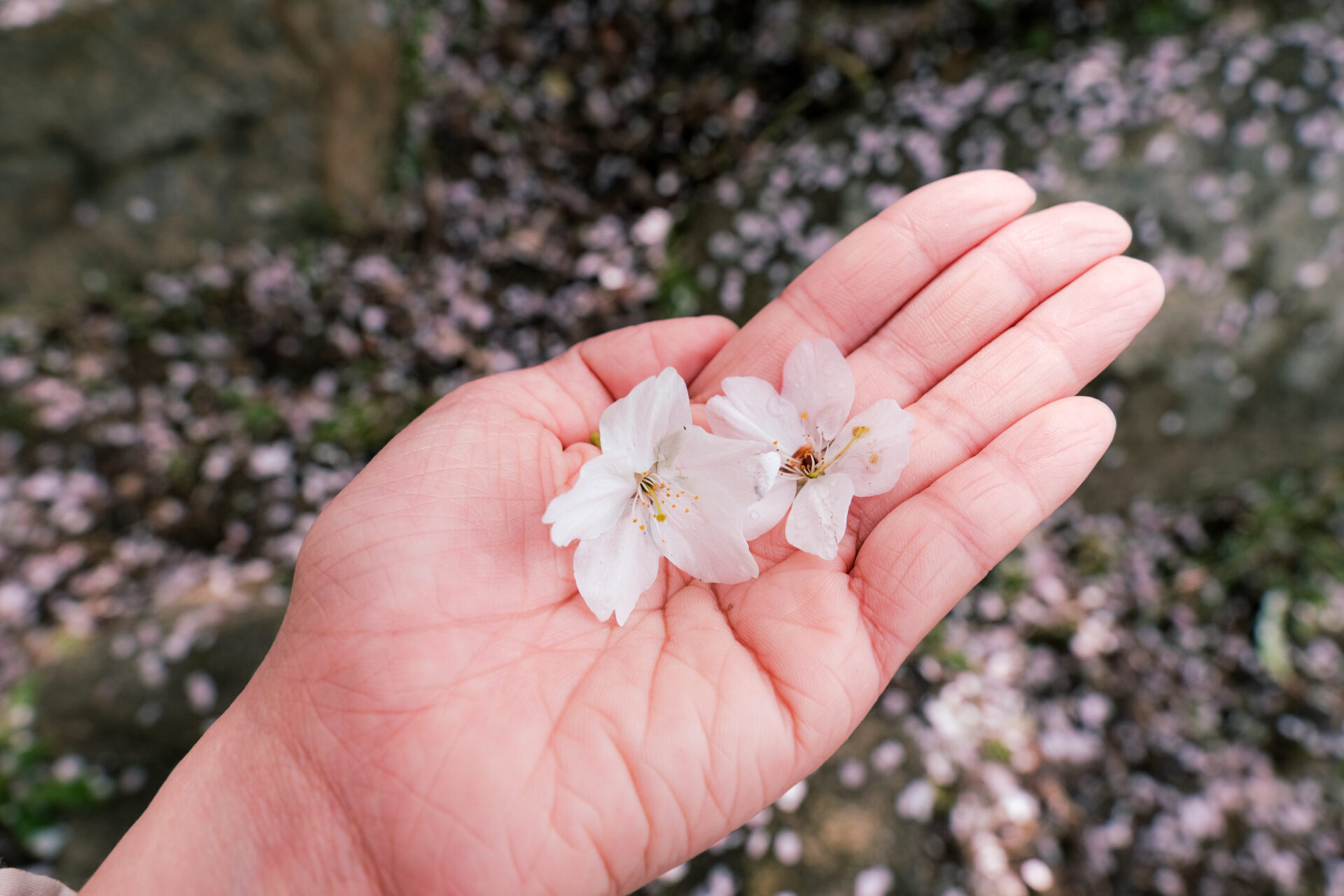 拾った桜の花