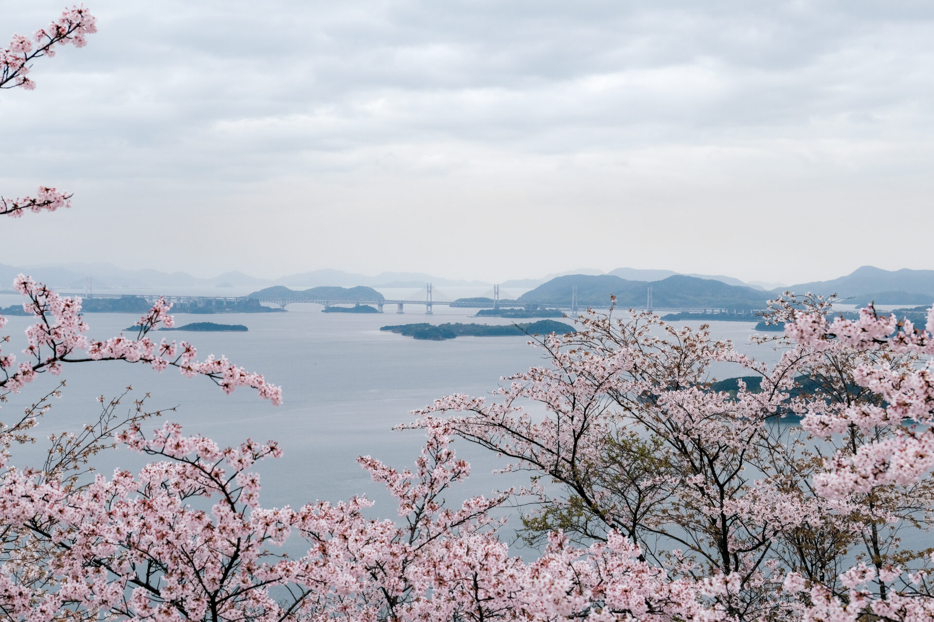 王子が岳レストハウスから見える瀬戸大橋と桜