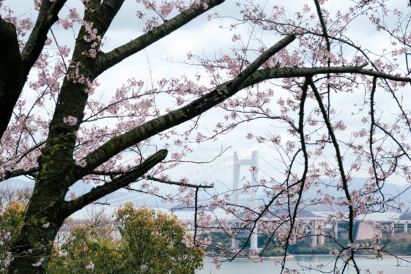 瀬戸大橋×桜 ～ 王子が岳レストハウスと下津井城跡に行ってきました