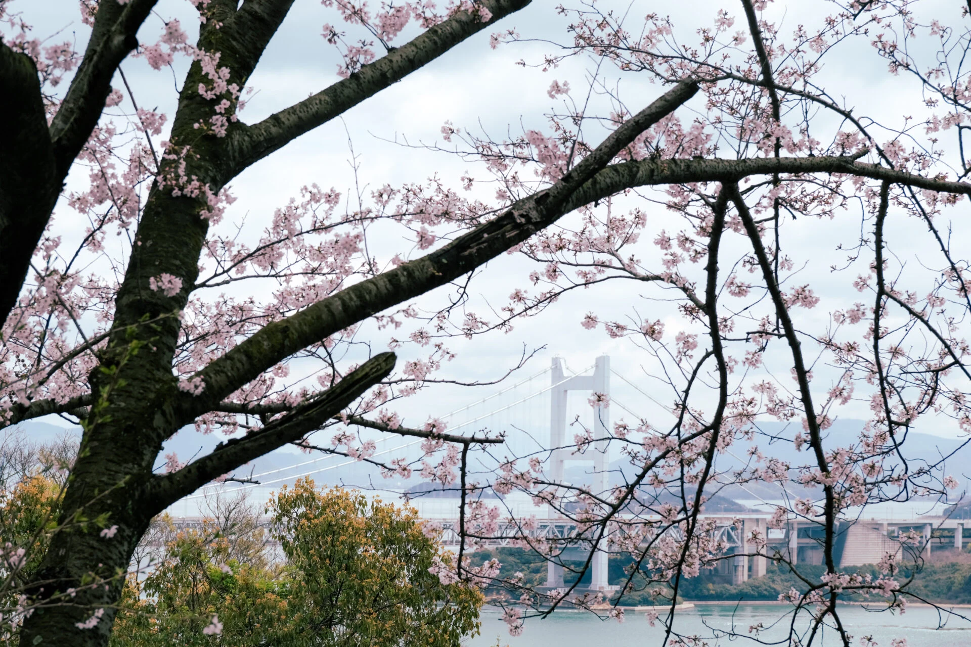 瀬戸大橋×桜 ～ 王子が岳レストハウスと下津井城跡に行ってきました