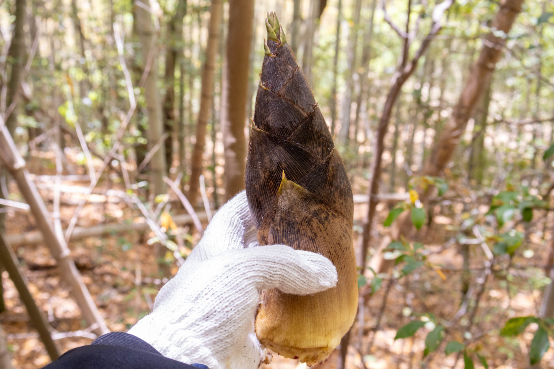 初めて収穫したたけのこ