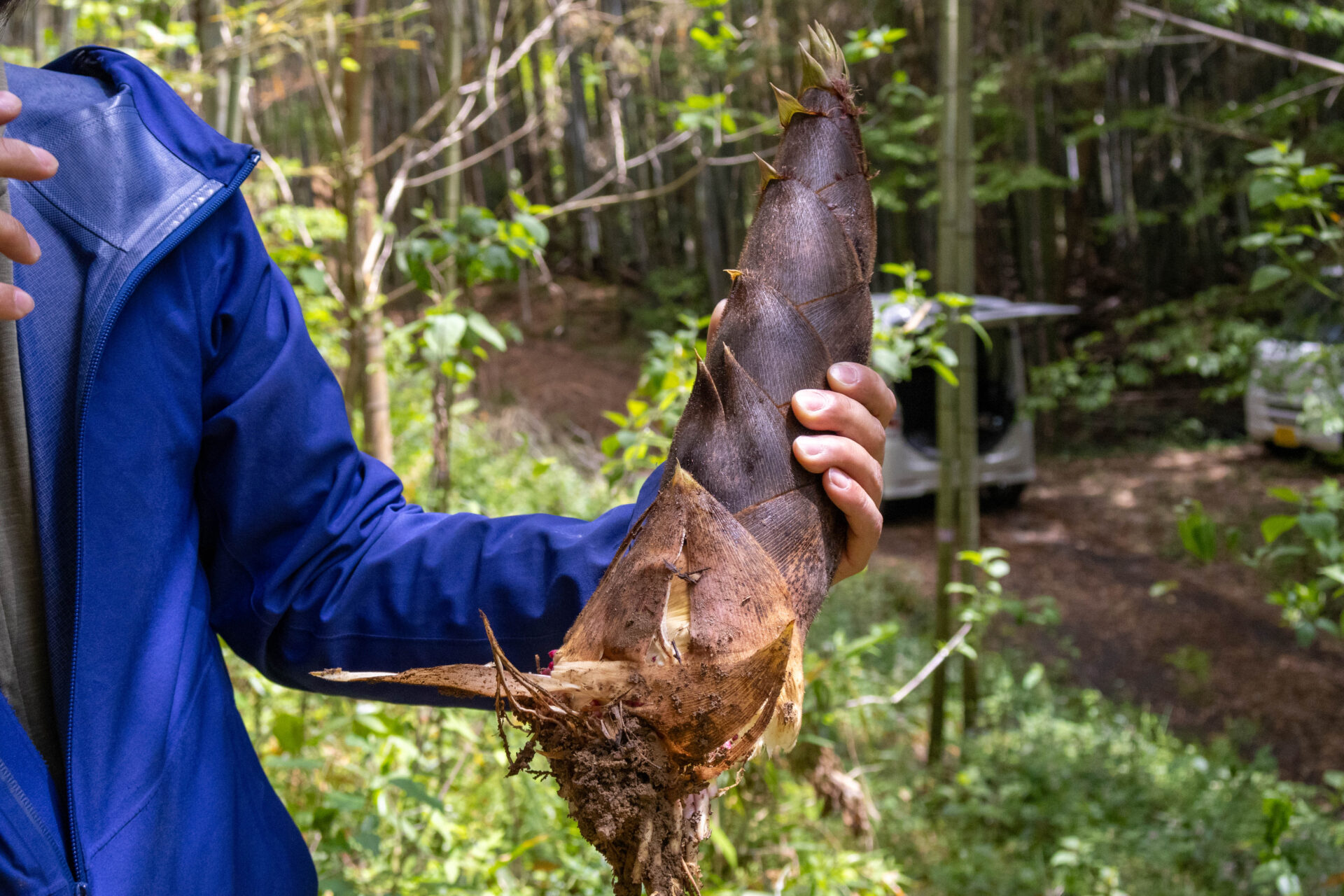 収穫したたけのこ