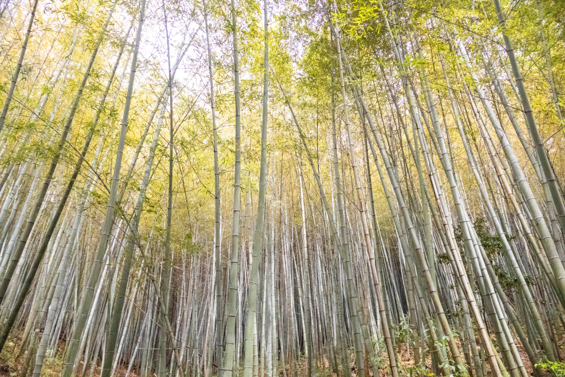 風がそよぐ竹林