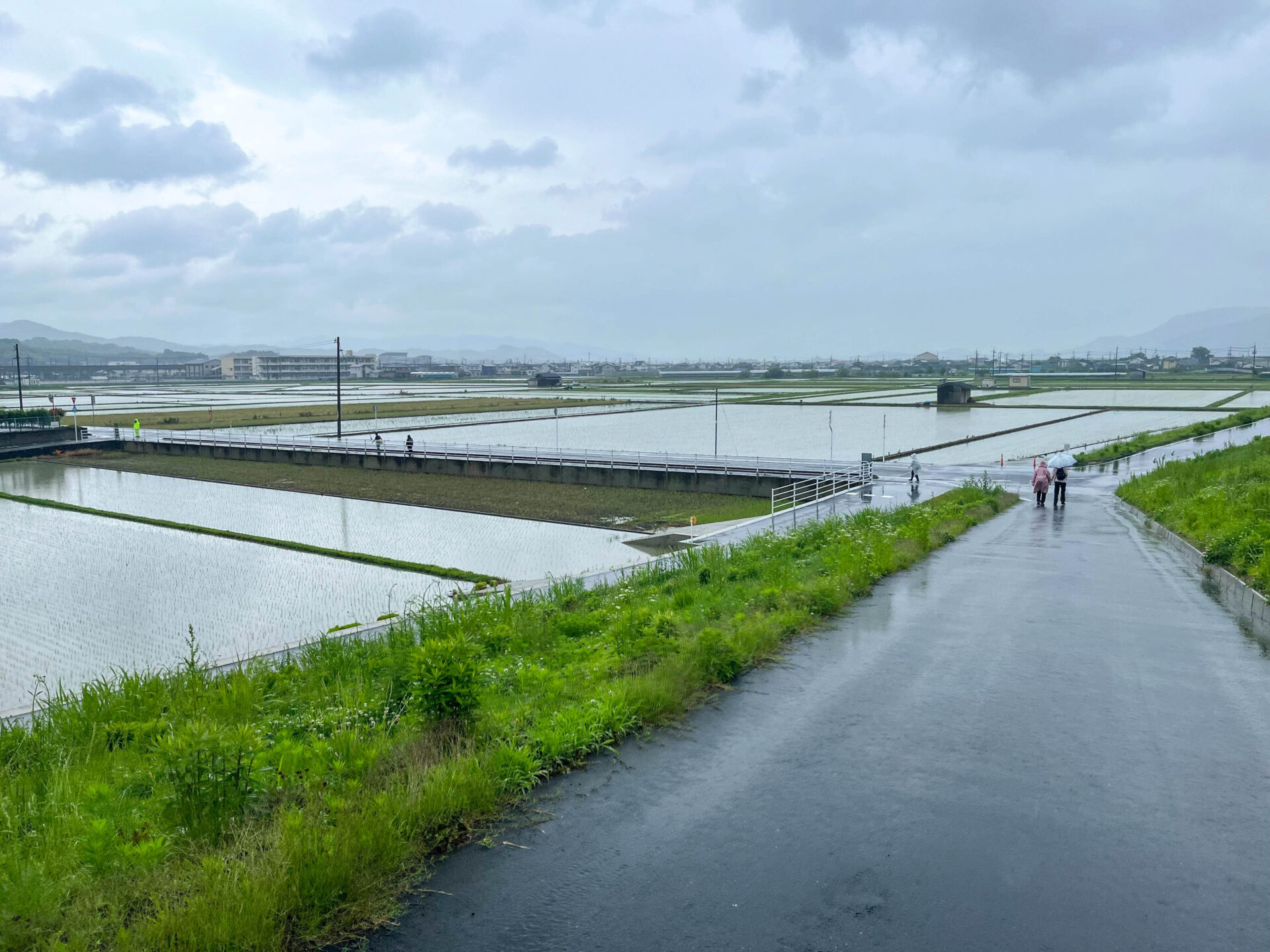 ゴール目前で見えた、鏡のような水田