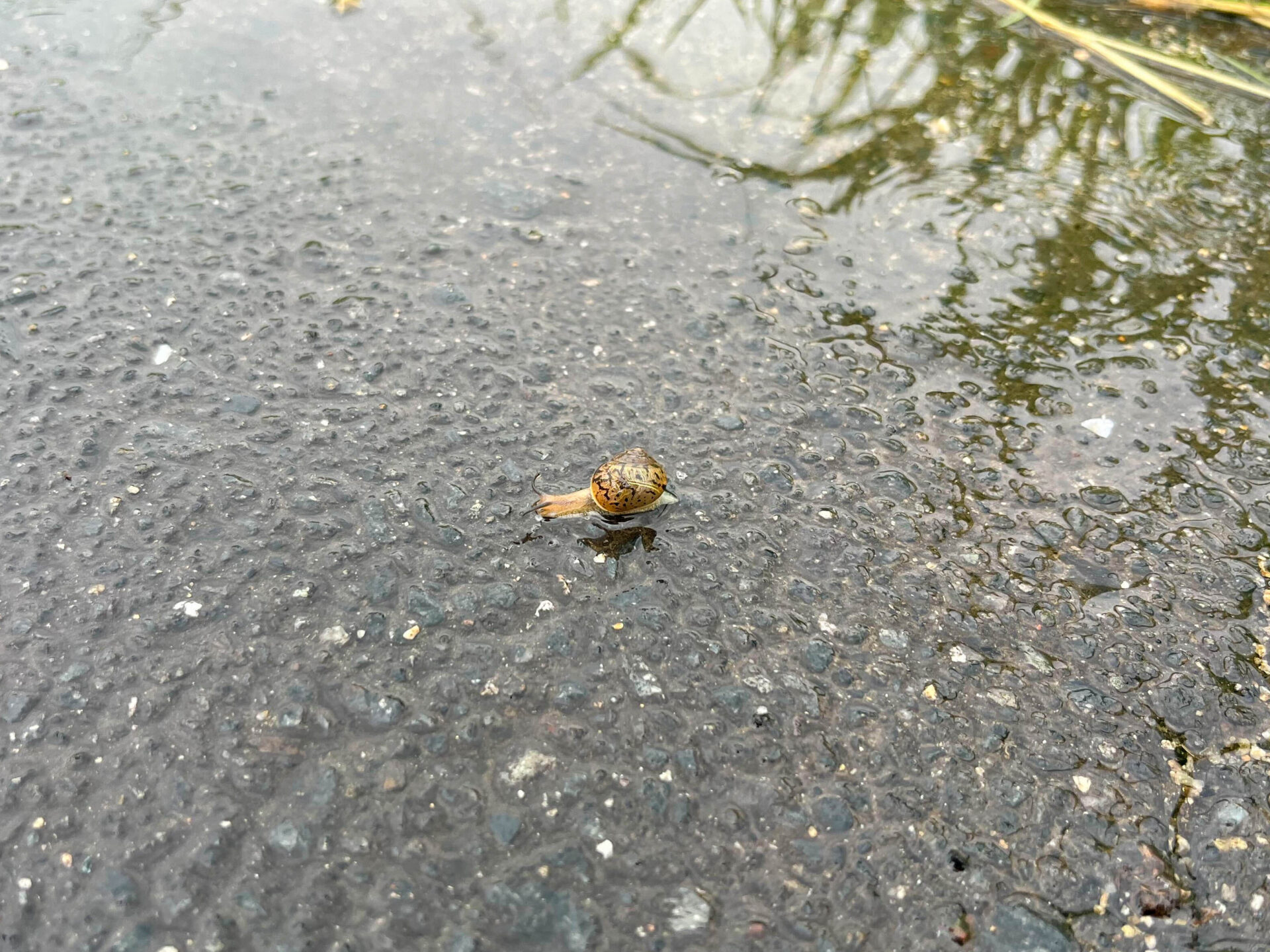 堤防道路にいたカタツムリ