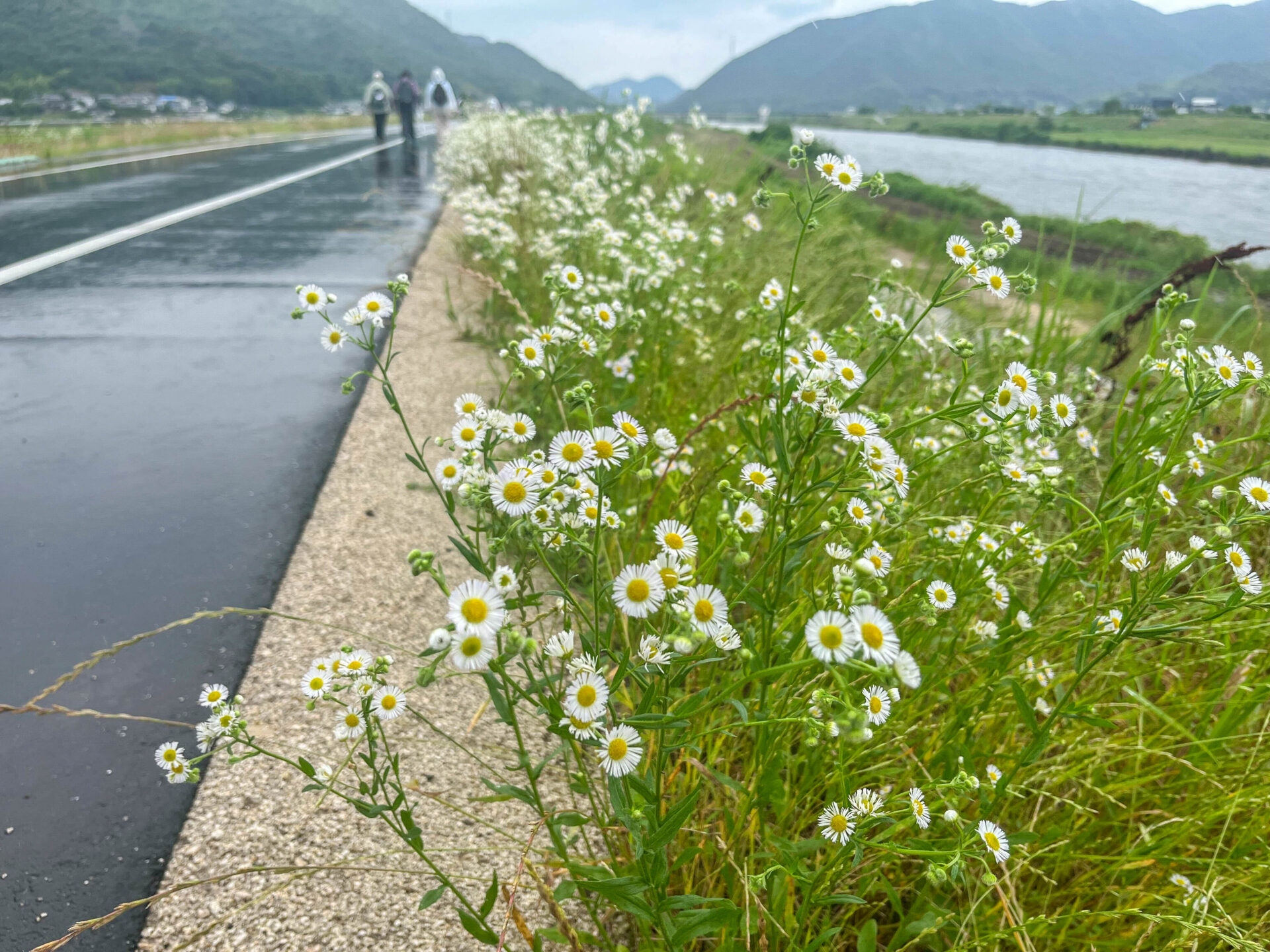 道端に咲く白い花。おそらくハルジオンかヒメジョオン