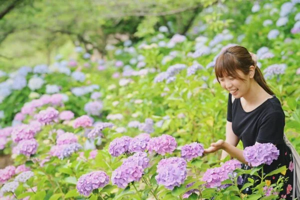 種松山公園西園地の紫陽花 ～ 約13,000株の紫陽花を楽しむプチハイキング
